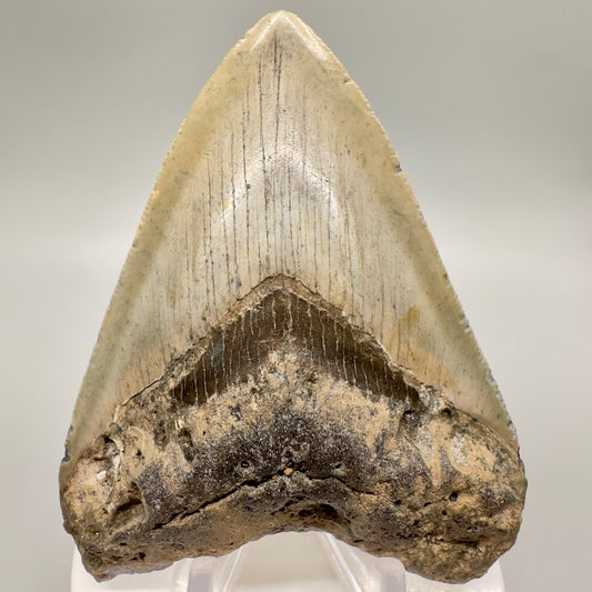 Colorful 3.63" Fossil Megalodon Tooth from North Carolina