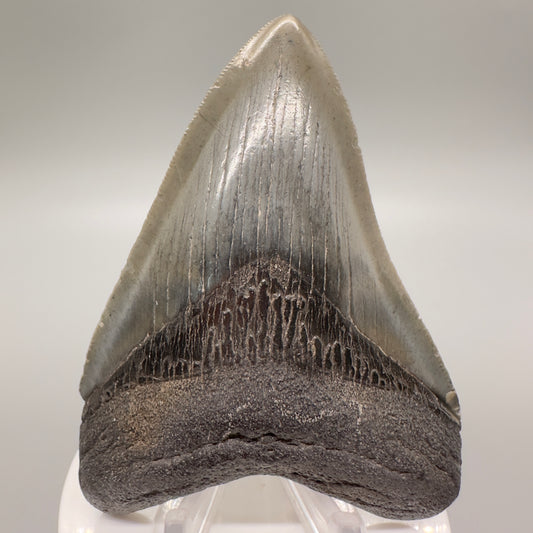 Colorful, serrated 3.72" Fossil Megalodon Tooth - South Carolina CM4624 - Front