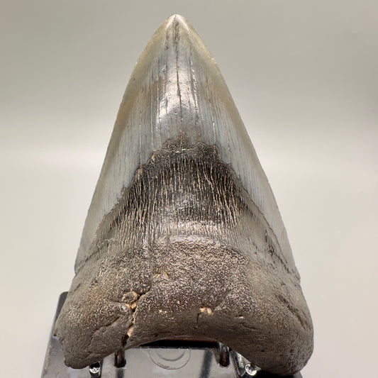 Lower 4.98" Fossil Megalodon Tooth: Scuba Diving, South Carolina CM4625 - Front