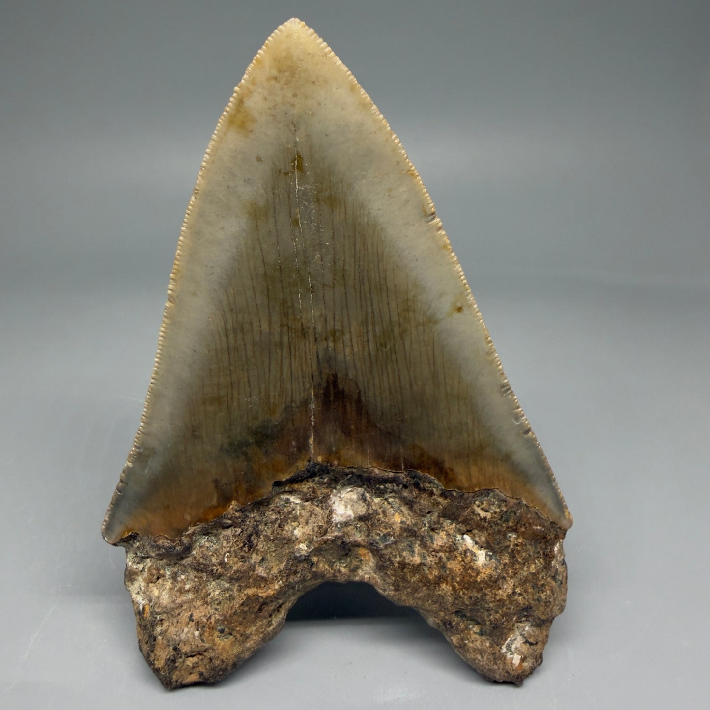 Back View Colorful 4.51" Authentic Megalodon Tooth – North Carolina Fossil | Carcharocles megalodon CM5828