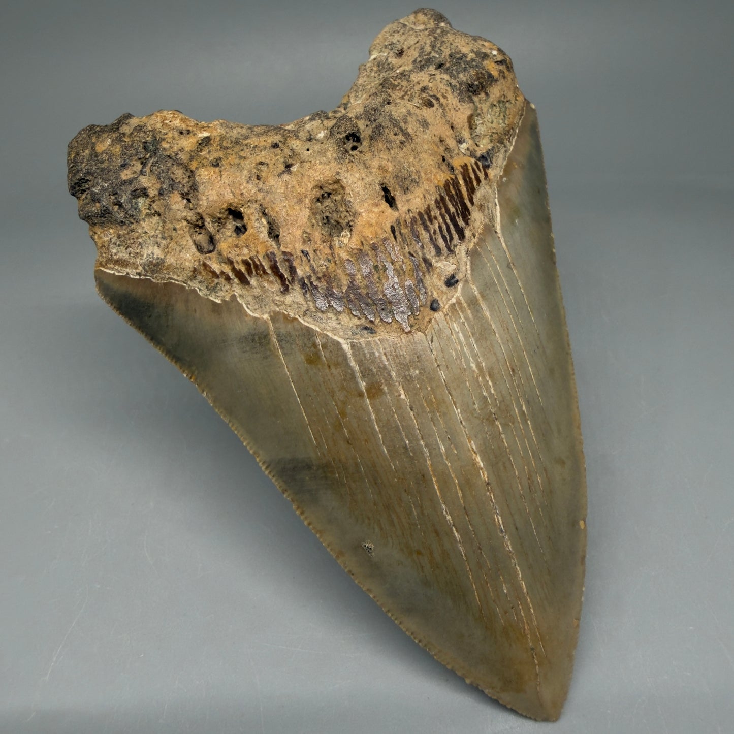 Front Left View Colorful 4.51" Authentic Megalodon Tooth – North Carolina Fossil | Carcharocles megalodon CM5828