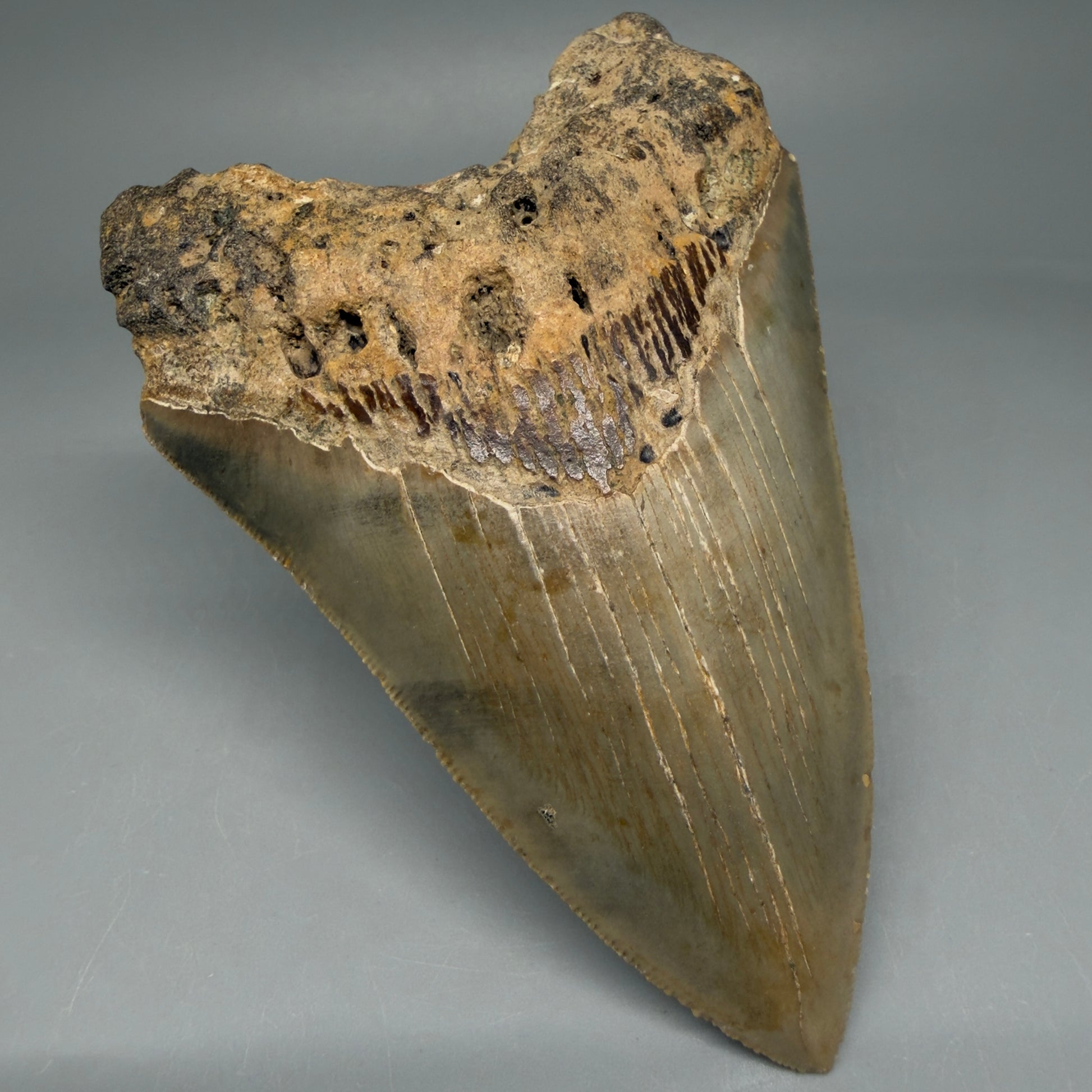Front Left View Colorful 4.51" Authentic Megalodon Tooth – North Carolina Fossil | Carcharocles megalodon CM5828