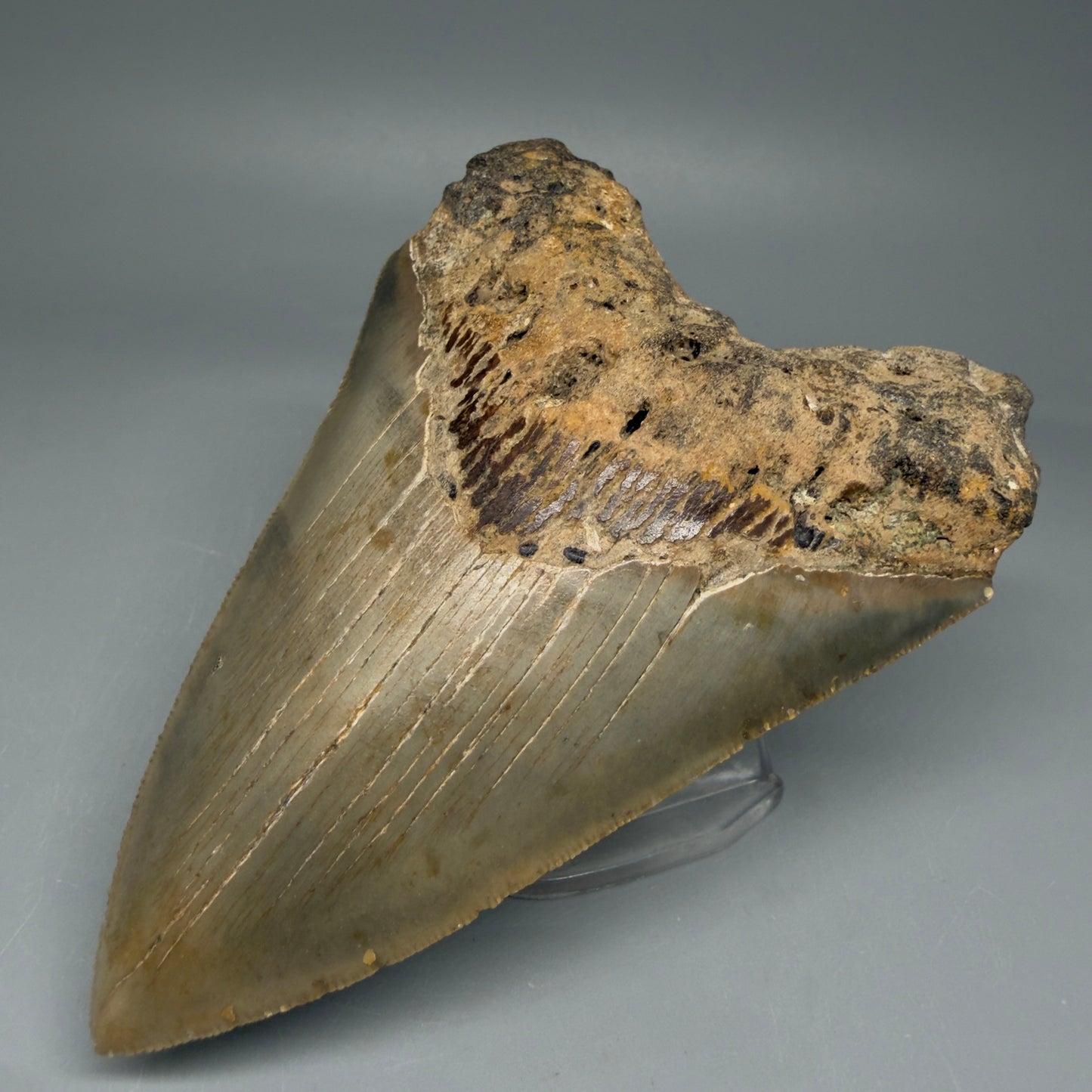 Front Right View Colorful 4.51" Authentic Megalodon Tooth – North Carolina Fossil | Carcharocles megalodon CM5828