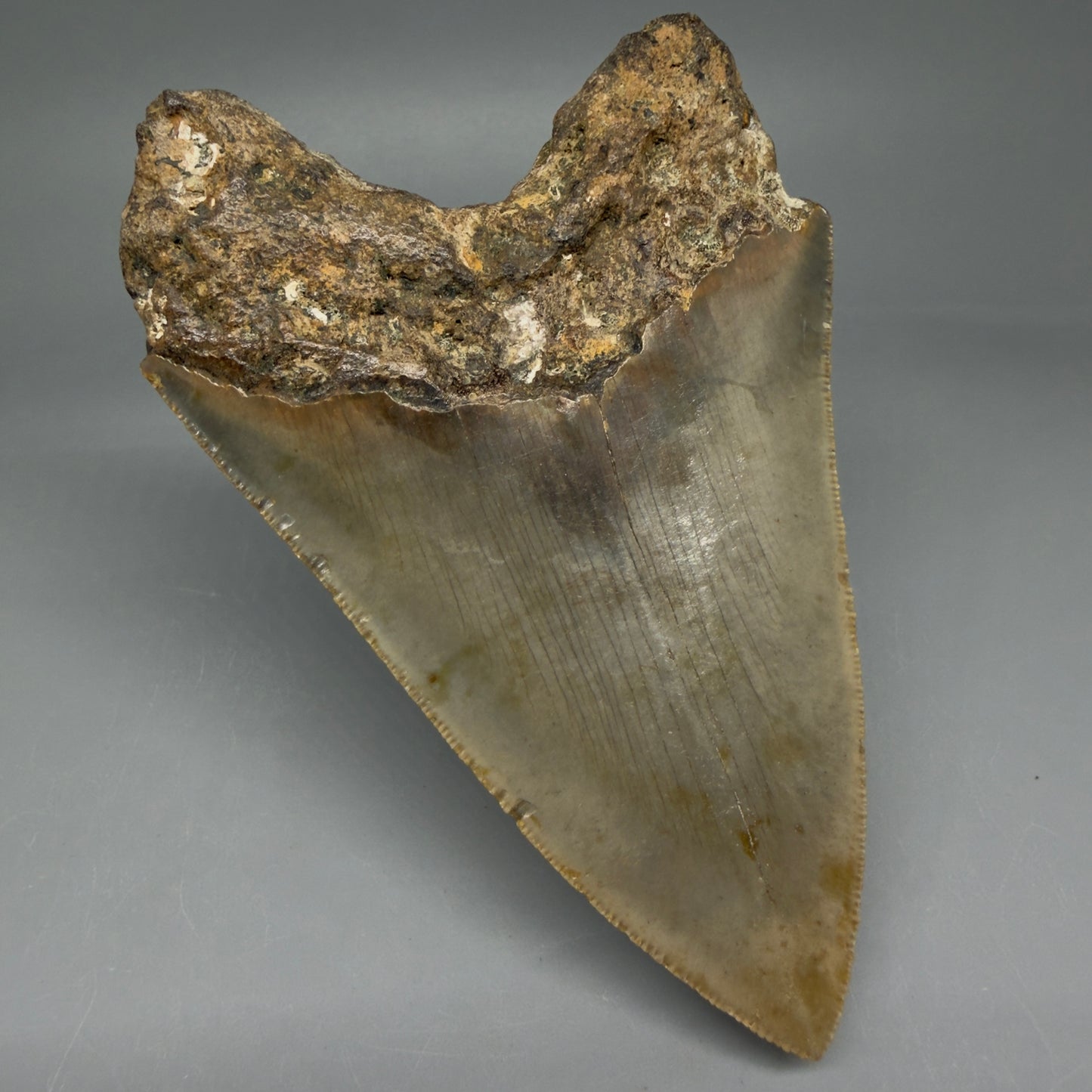 Back Left View Colorful 4.51" Authentic Megalodon Tooth – North Carolina Fossil | Carcharocles megalodon CM5828