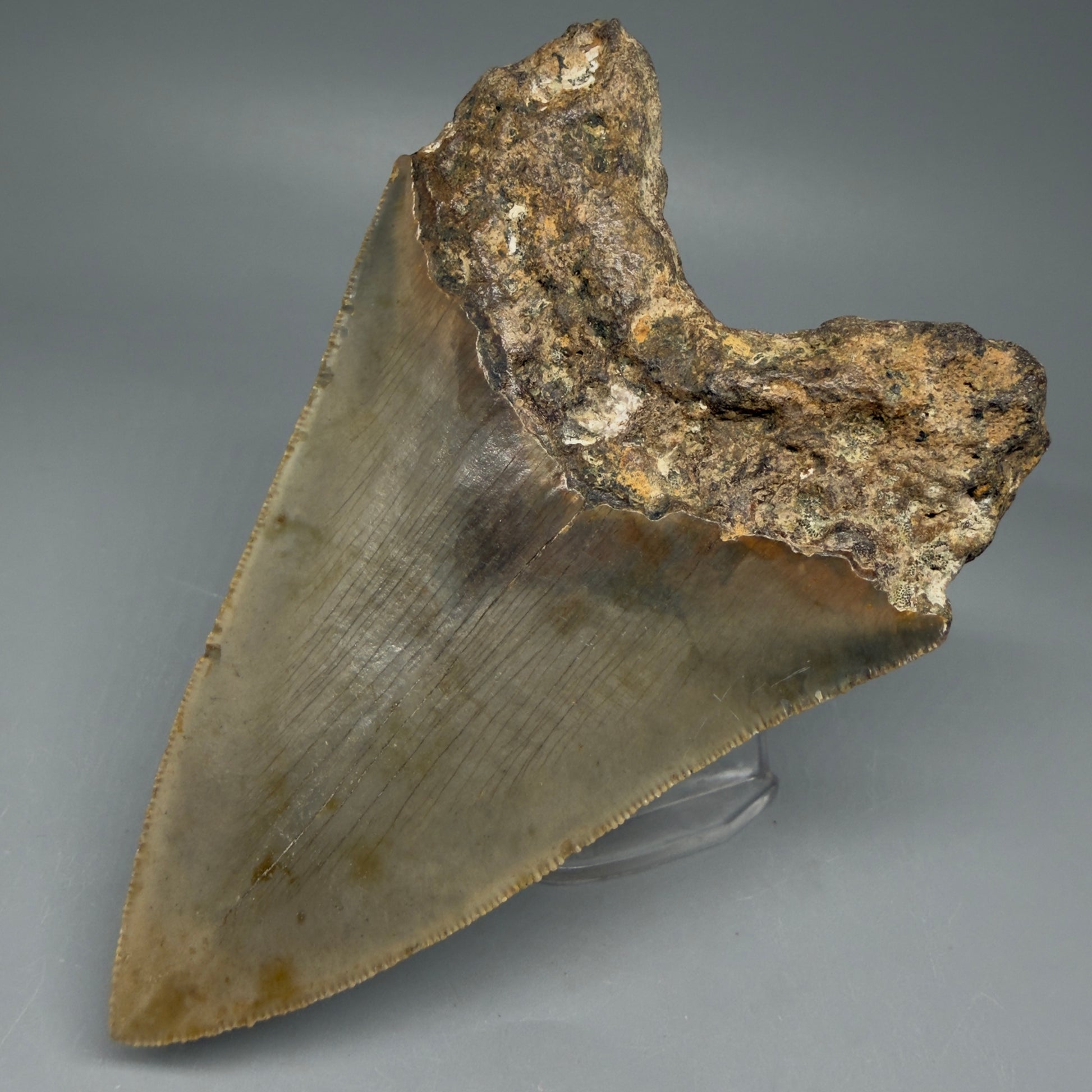 Back Right View Colorful 4.51" Authentic Megalodon Tooth – North Carolina Fossil | Carcharocles megalodon CM5828