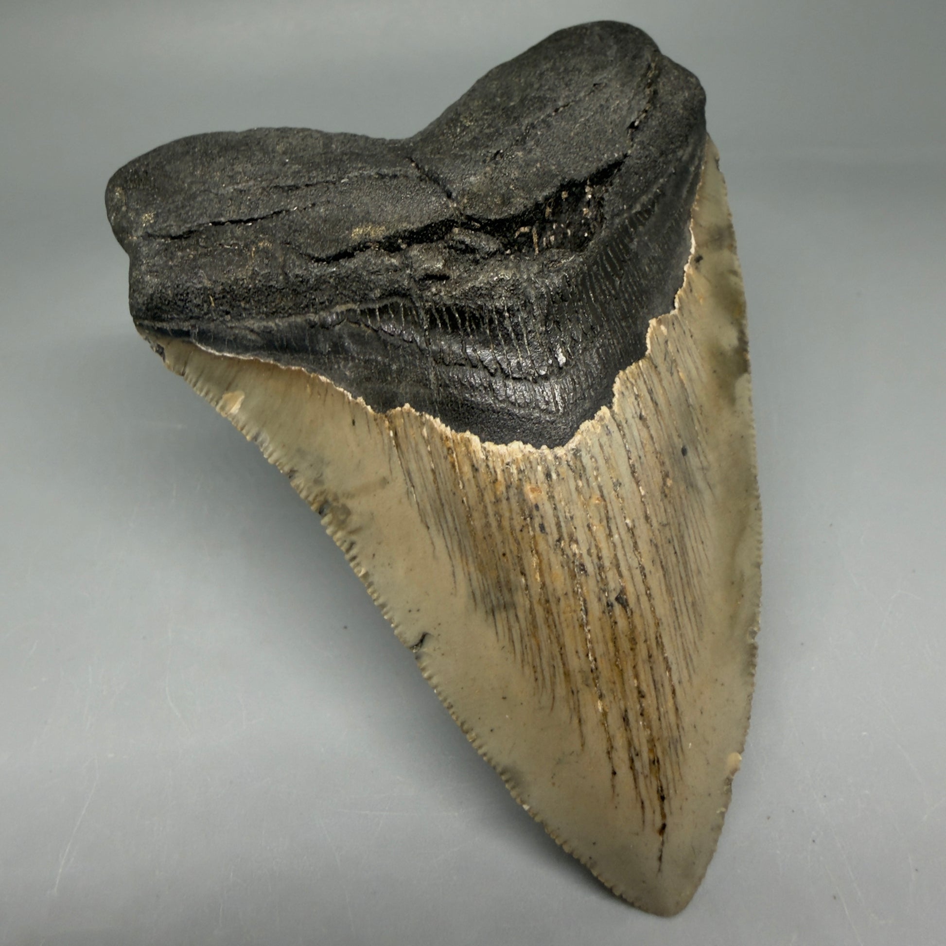 Front Left View Colorful 4.52" Authentic Megalodon Tooth – North Carolina Fossil | Carcharocles megalodon CM5829