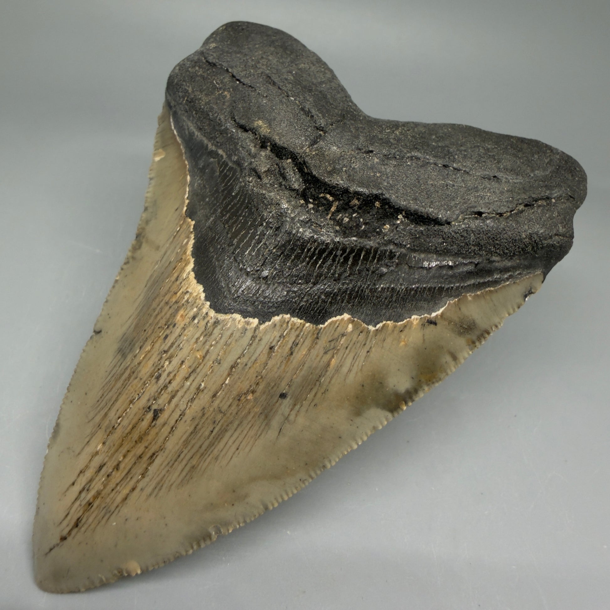 Front Right View Colorful 4.52" Authentic Megalodon Tooth – North Carolina Fossil | Carcharocles megalodon CM5829