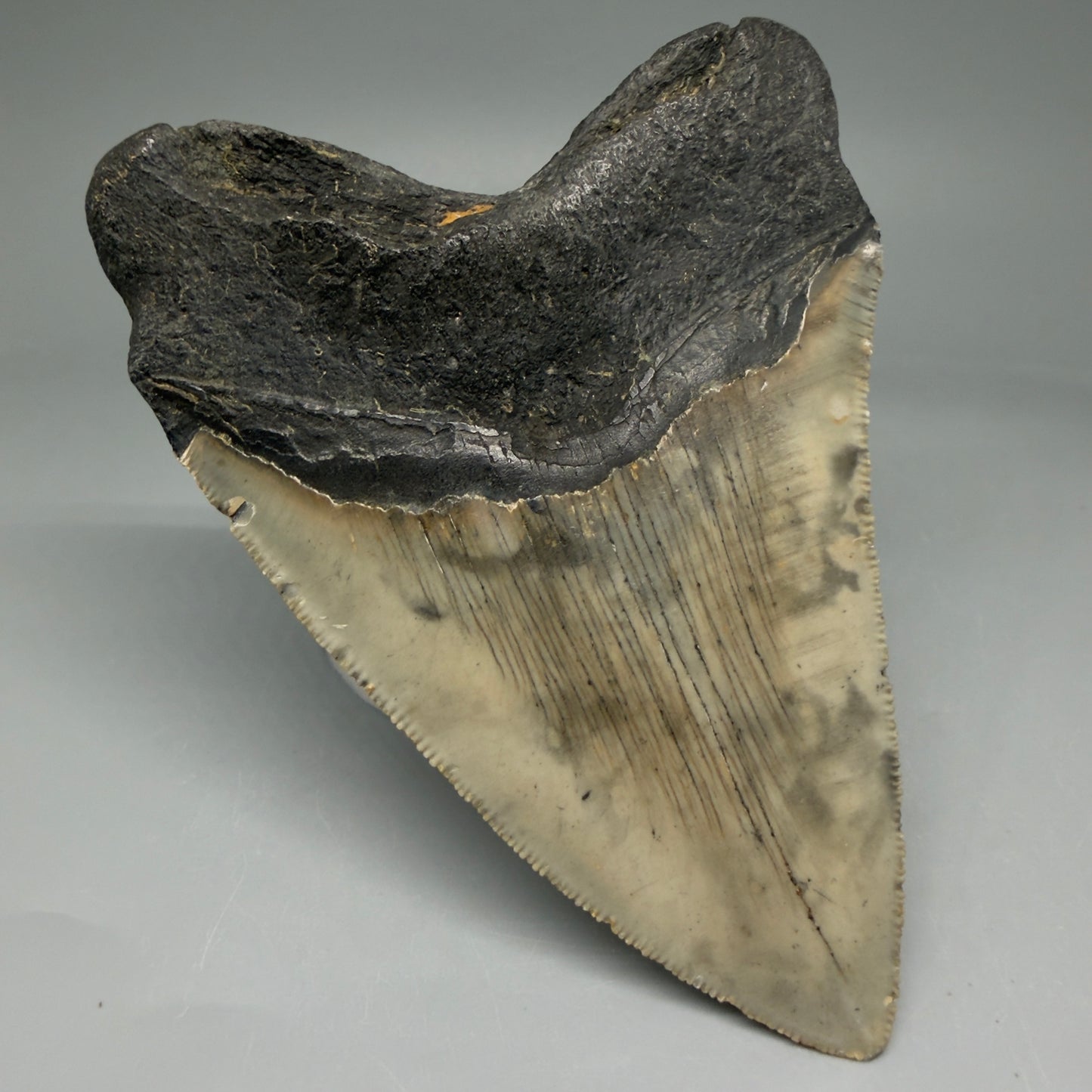 Back Left View Colorful 4.52" Authentic Megalodon Tooth – North Carolina Fossil | Carcharocles megalodon CM5829