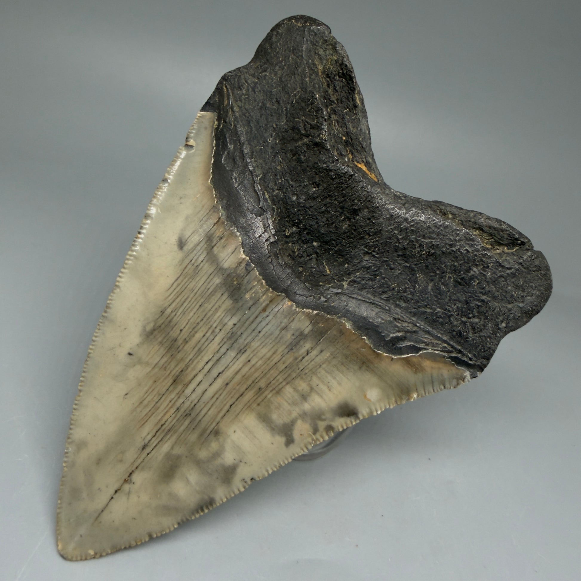 Back Right View Colorful 4.52" Authentic Megalodon Tooth – North Carolina Fossil | Carcharocles megalodon CM5829