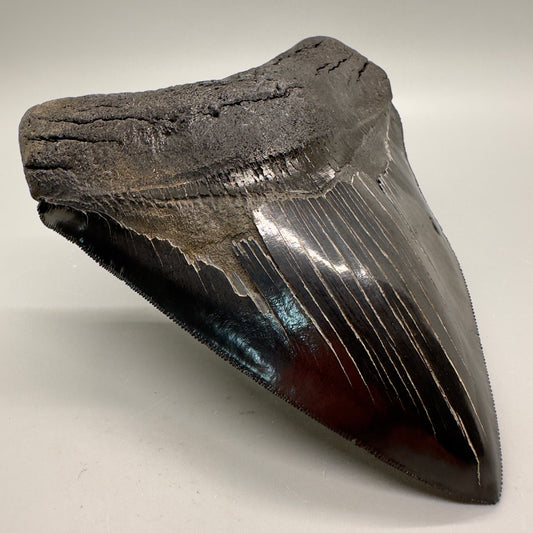 Tooth from Southeast, USA CM4627 - Front left