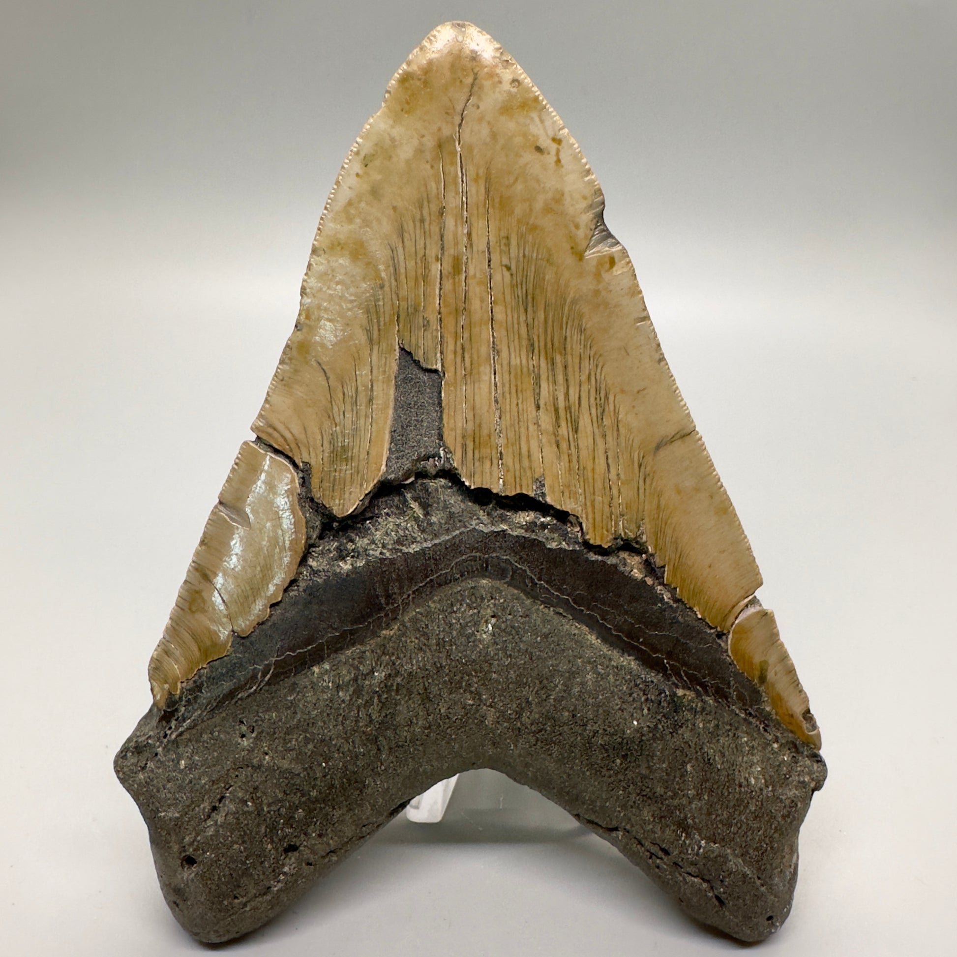 Colorful 5.61" Fossil Megalodon  Tooth - Wilmington North Carolina CM4630 - Back