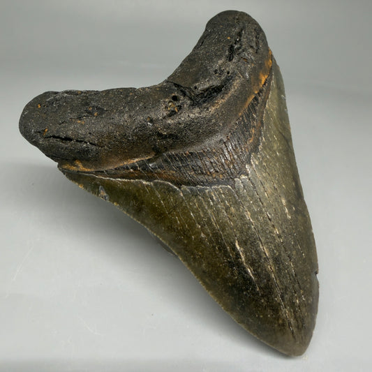 Front Left View Colorful 4.14" Authentic Megalodon Tooth – North Carolina Fossil | Carcharocles megalodon CM5226 