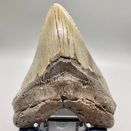 North Carolina Diving Discovery: 5.34" Fossil Megalodon Tooth CM4628 - Front