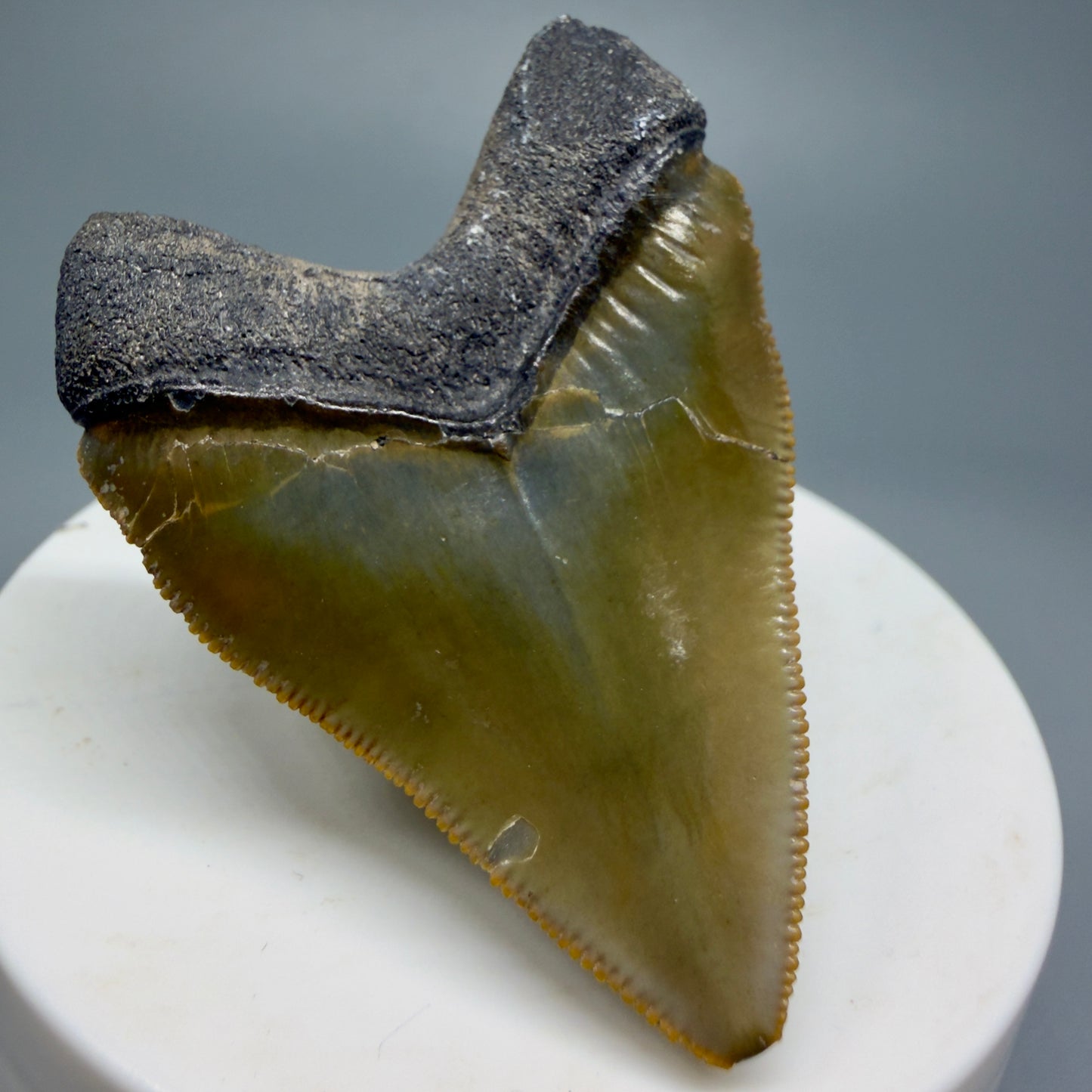 Heart shaped, juvenile 2.03" Fossil Juvenile Megalodon Tooth - Bone Valley, Florida CM5343 - Back Left