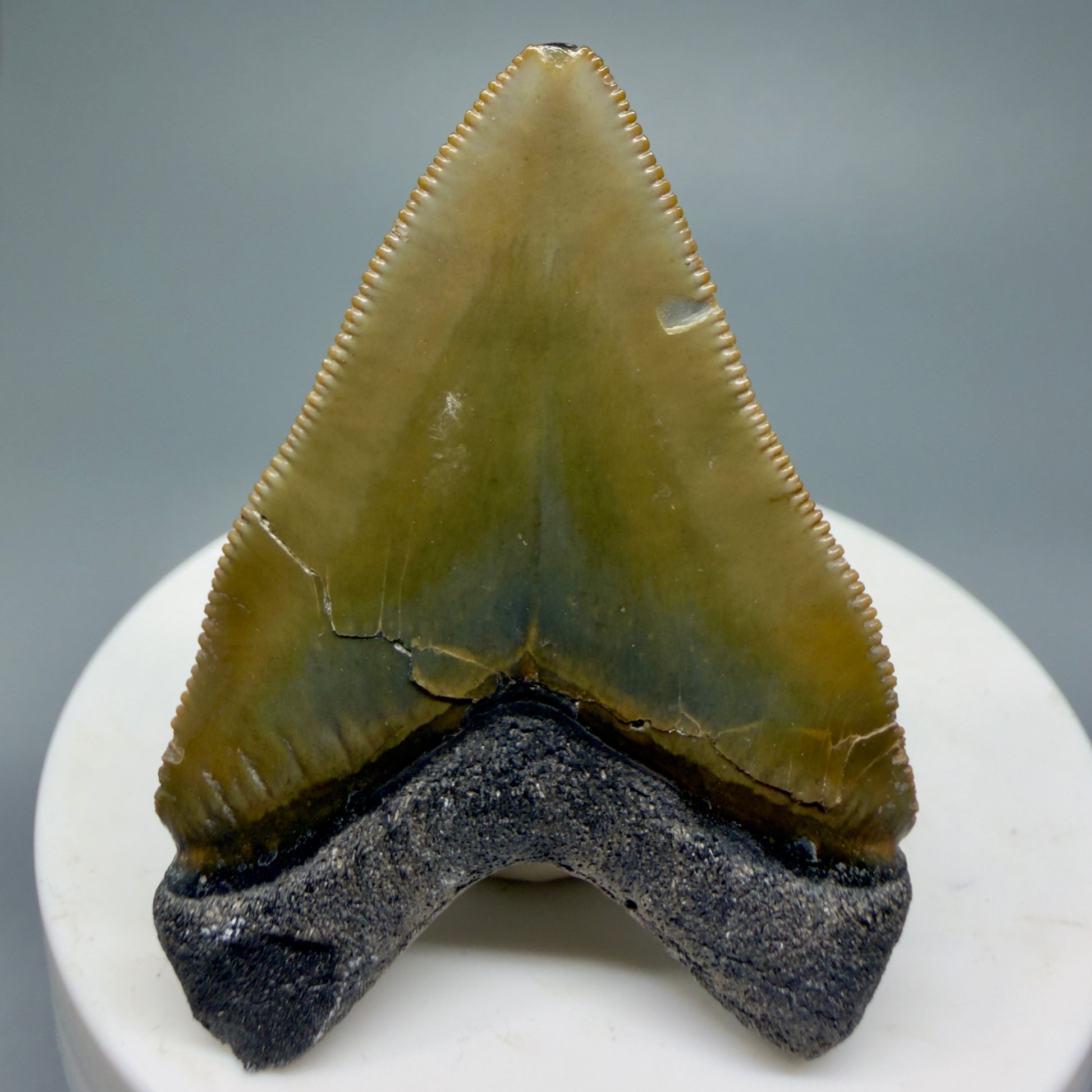 Heart shaped, juvenile 2.03" Fossil Juvenile Megalodon Tooth - Bone Valley, Florida CM5343 - Back