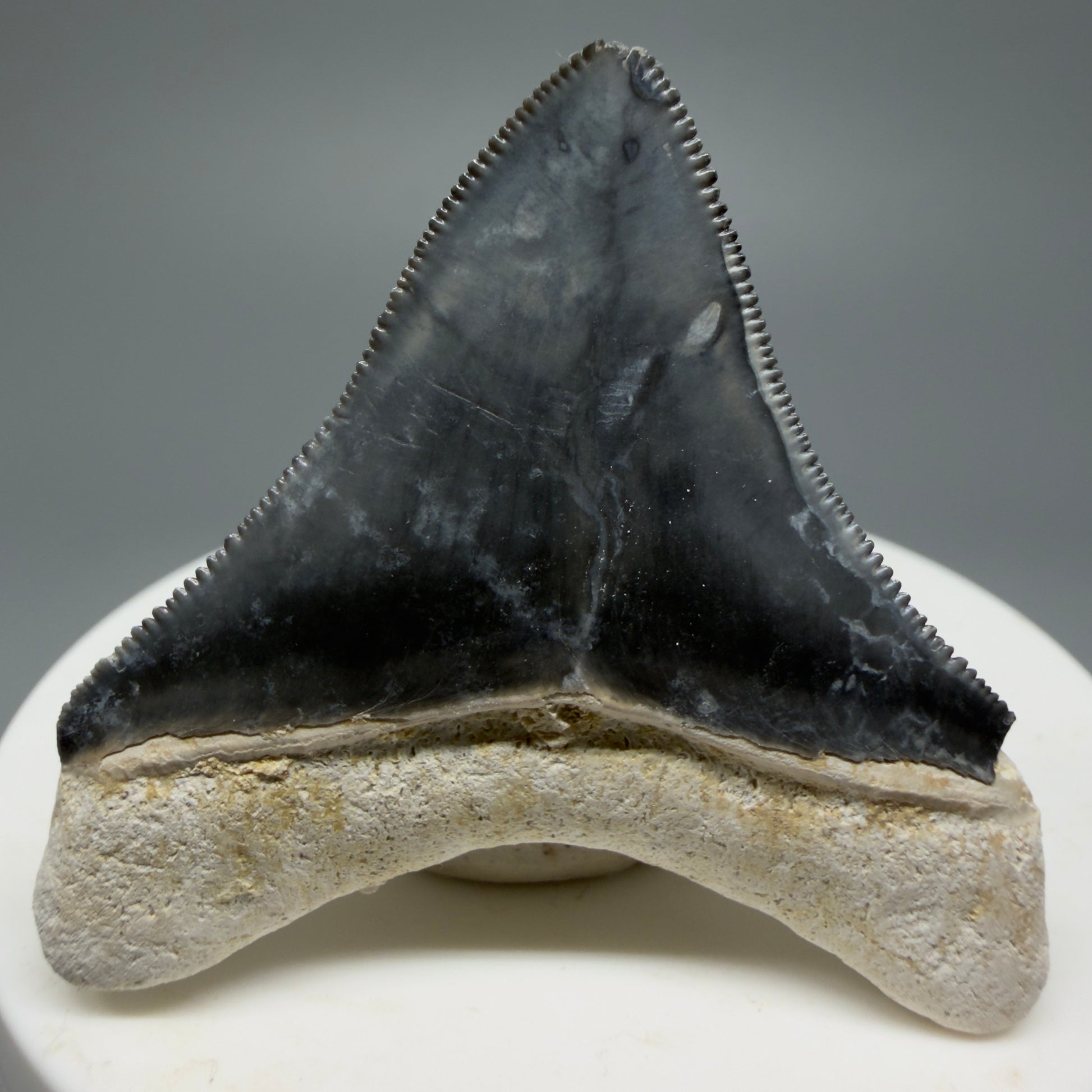 Gorgeous Colors 1.85" Fossil Megalodon Shark Tooth - Bone Valley, Florida CM5342 - Back