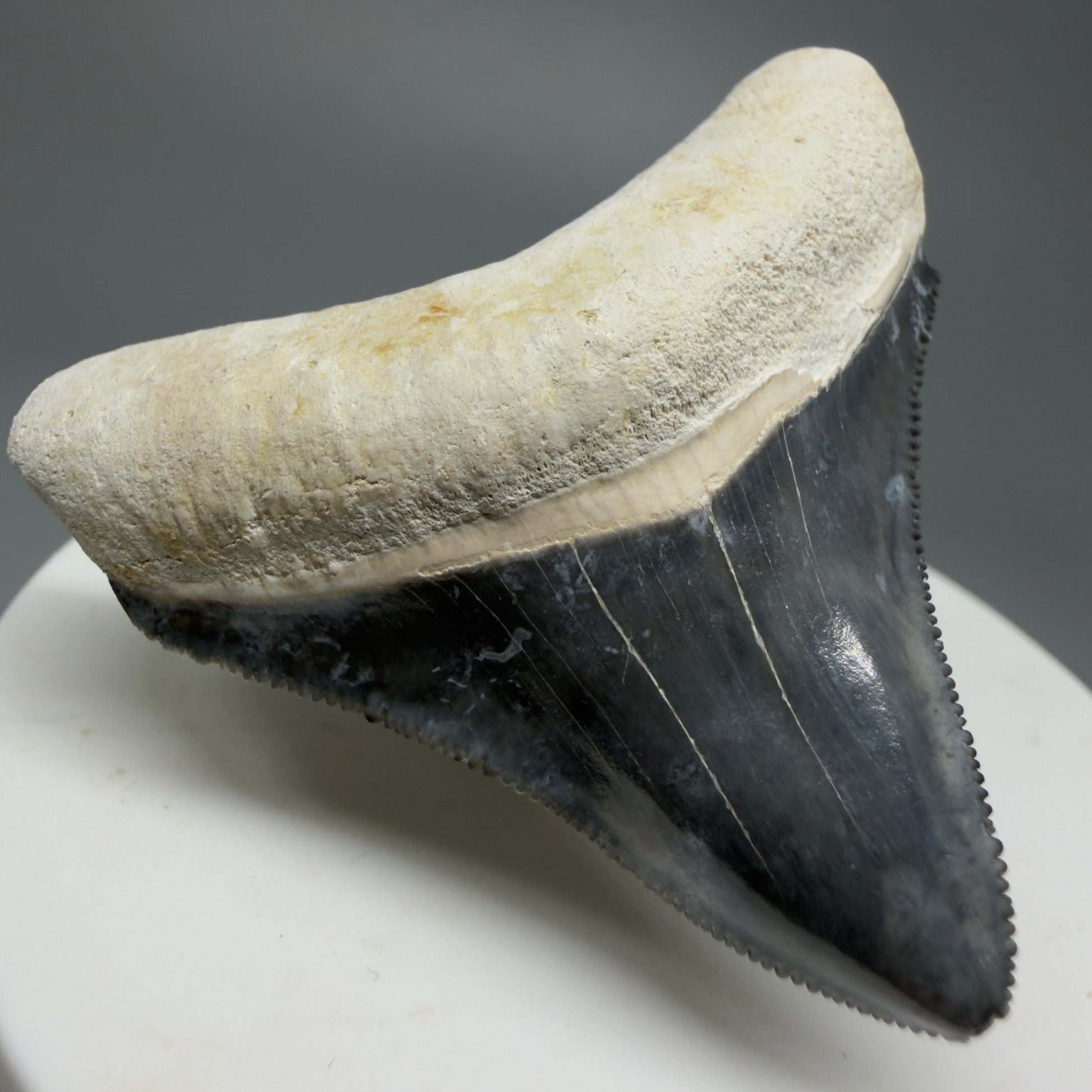 Gorgeous Colors 1.85" Fossil Megalodon Shark Tooth - Bone Valley, Florida CM5342 - Front Left