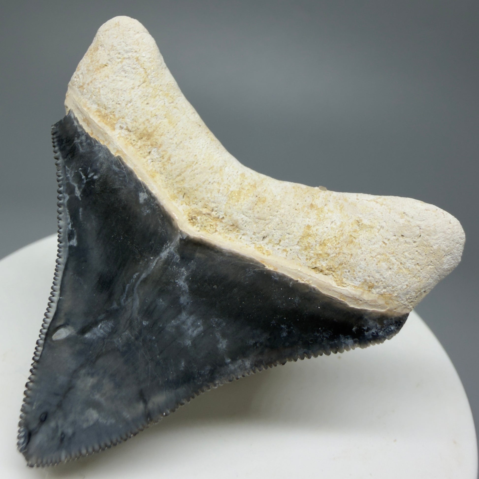 Gorgeous Colors 1.85" Fossil Megalodon Shark Tooth - Bone Valley, Florida CM5342 - Back Right