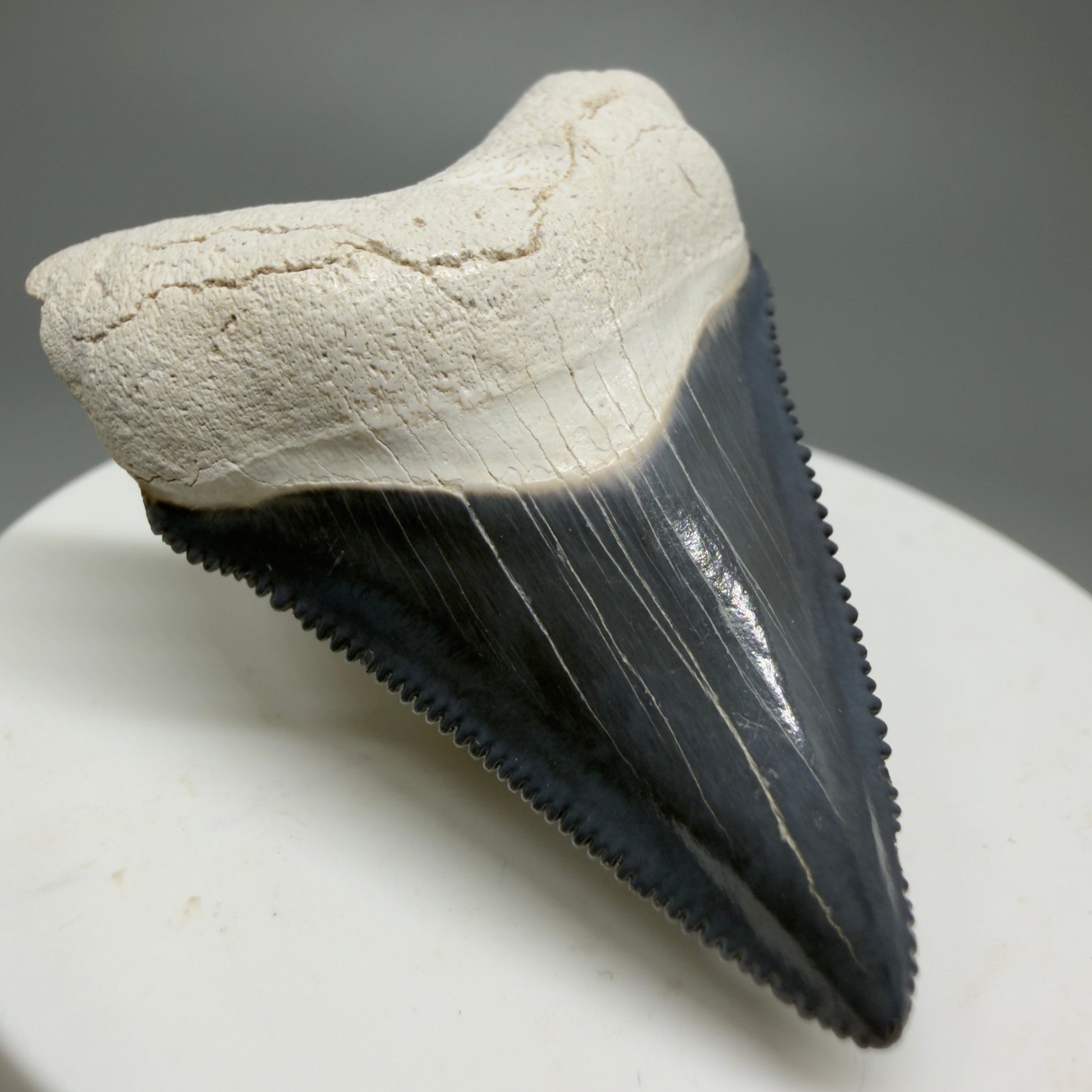 Gorgeous Colors 1.86" Fossil Megalodon Shark Tooth - Bone Valley, Florida CM5341 - Front Left