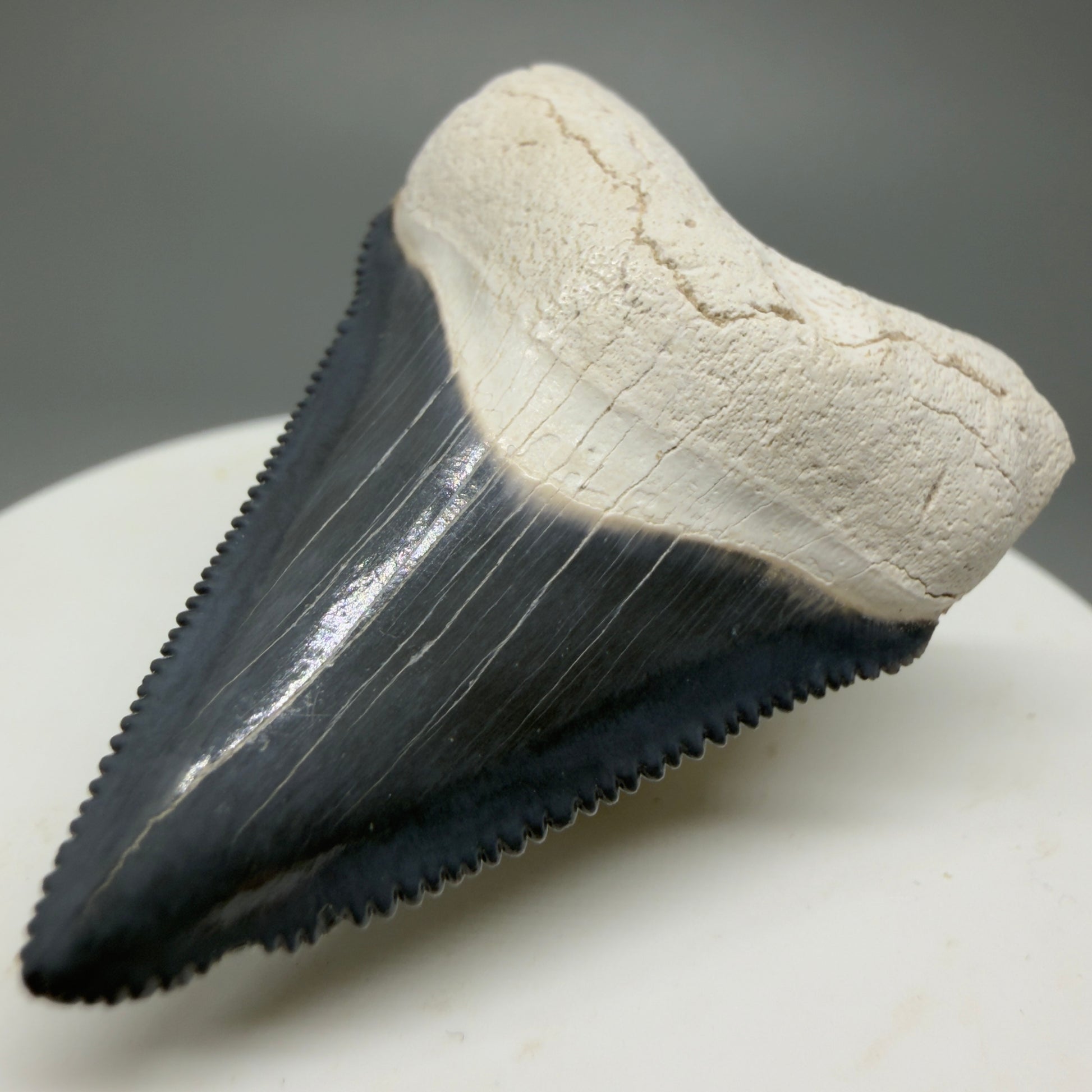 Gorgeous Colors 1.86" Fossil Megalodon Shark Tooth - Bone Valley, Florida CM5341 - Front Right