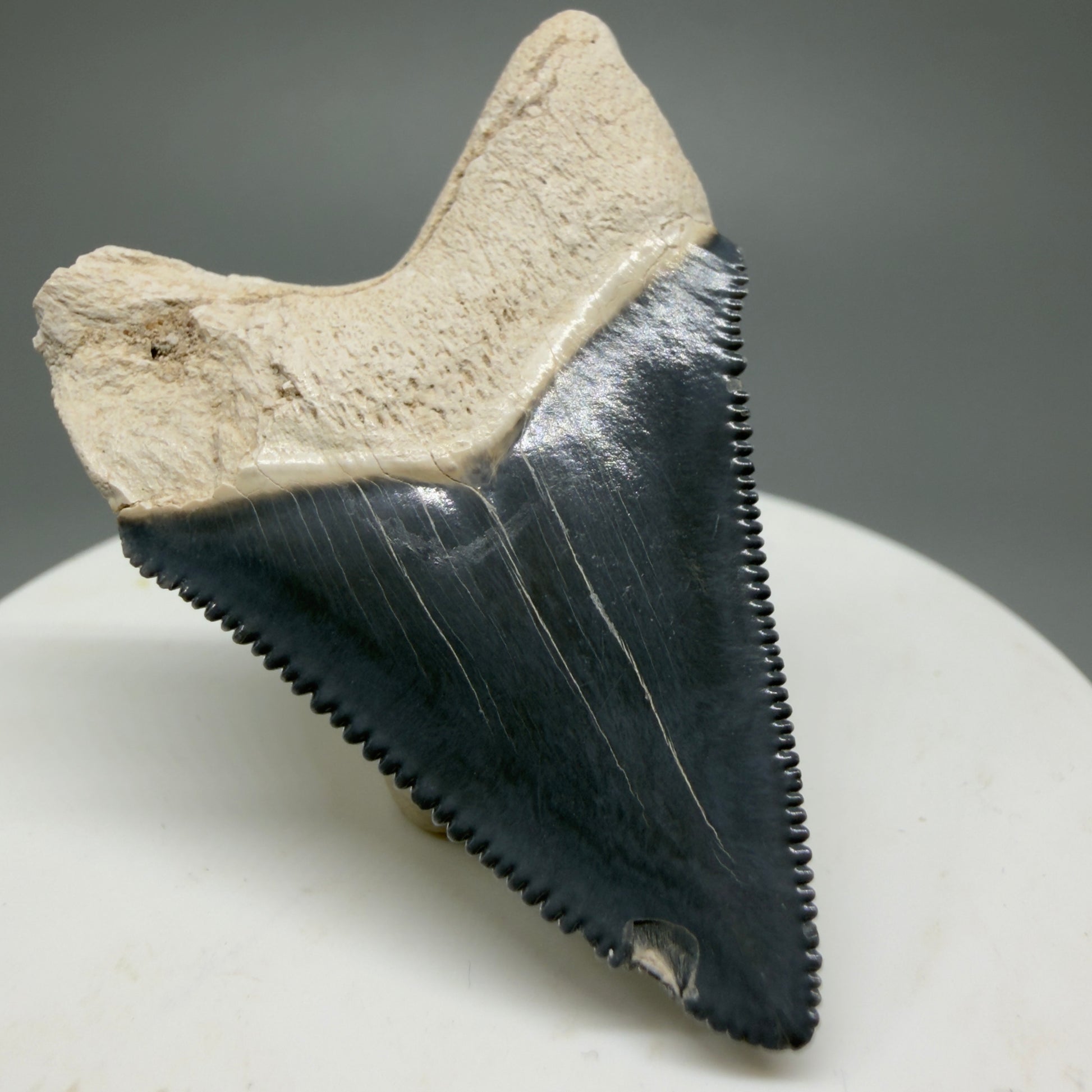 Gorgeous Colors 1.86" Fossil Megalodon Shark Tooth - Bone Valley, Florida CM5341 - Back Left