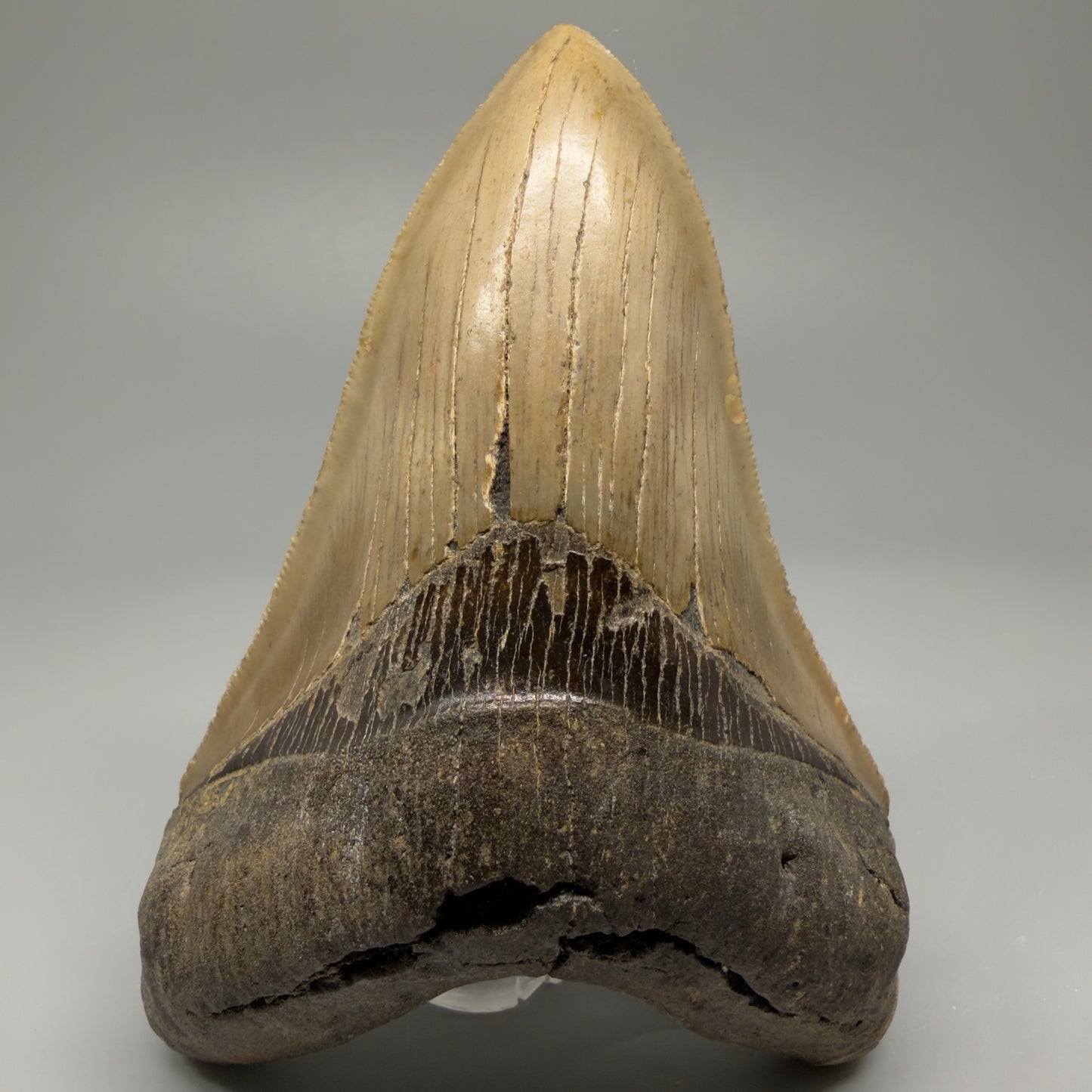 Colorful, decently serrated lower 4.67" Fossil Megalodon Tooth - North Carolina CM5365 - Front