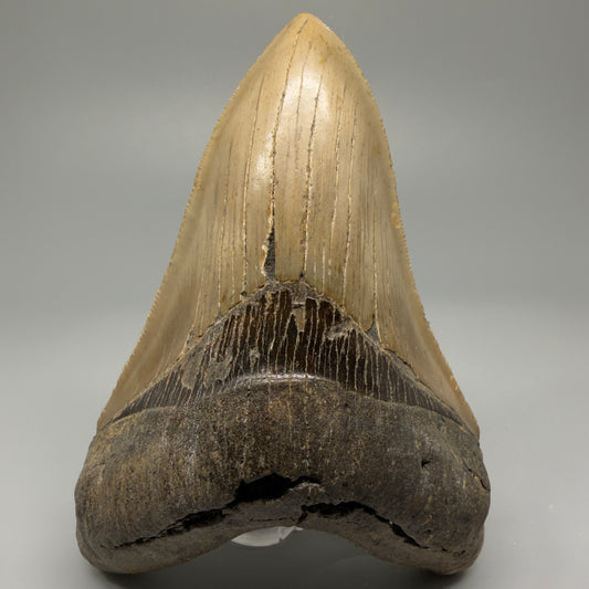 Colorful, decently serrated lower 4.67" Fossil Megalodon Tooth - North Carolina CM5365 - Front