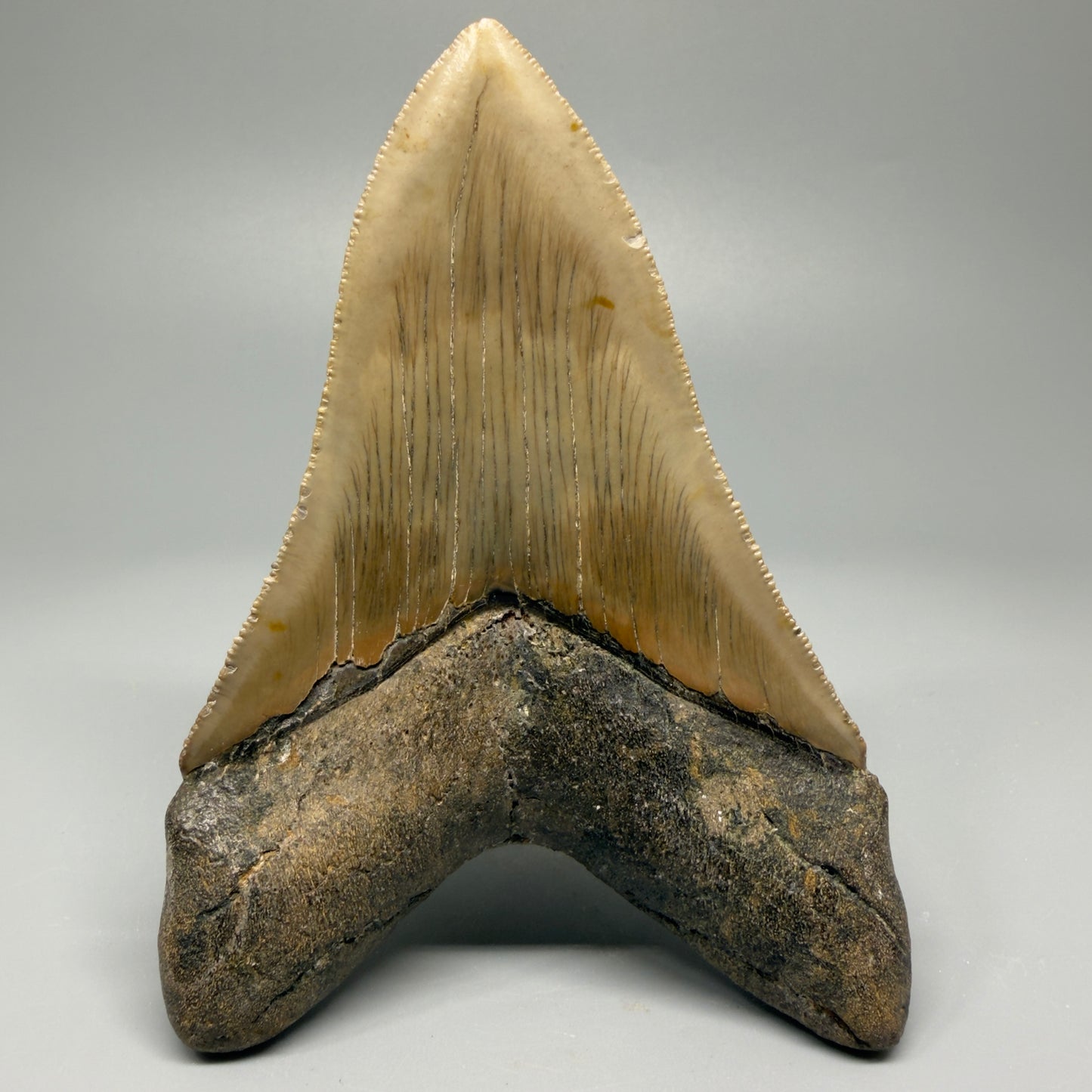 Colorful, decently serrated lower 4.67" Fossil Megalodon Tooth - North Carolina CM5365 - Back 