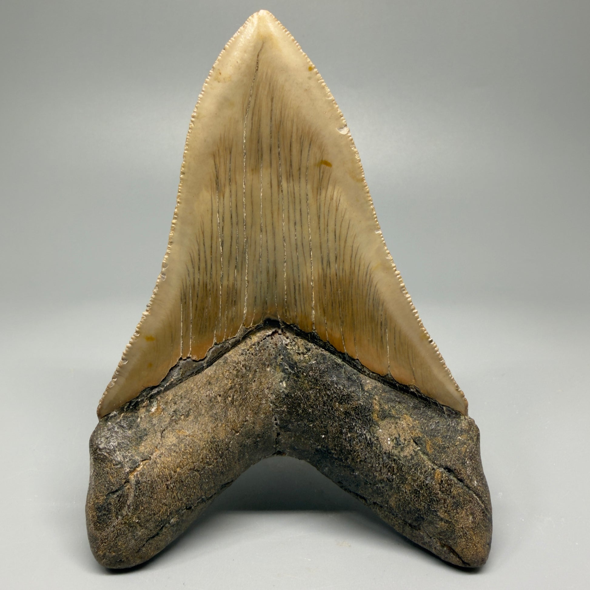 Colorful, decently serrated lower 4.67" Fossil Megalodon Tooth - North Carolina CM5365 - Back 