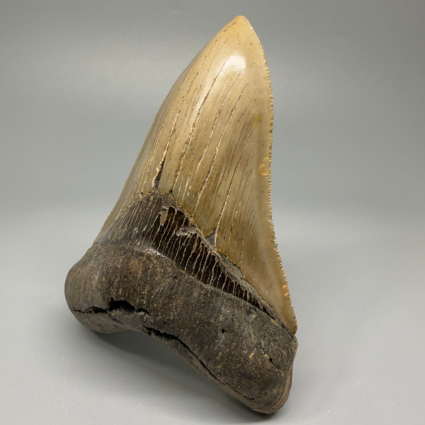 Colorful, decently serrated lower 4.67" Fossil Megalodon Tooth - North Carolina CM5365 - Front Right