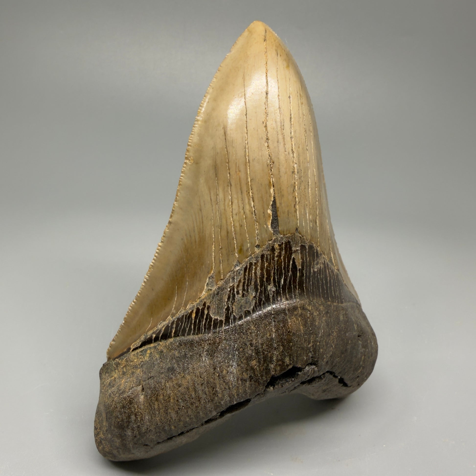 Colorful, decently serrated lower 4.67" Fossil Megalodon Tooth - North Carolina CM5365 - Front Left