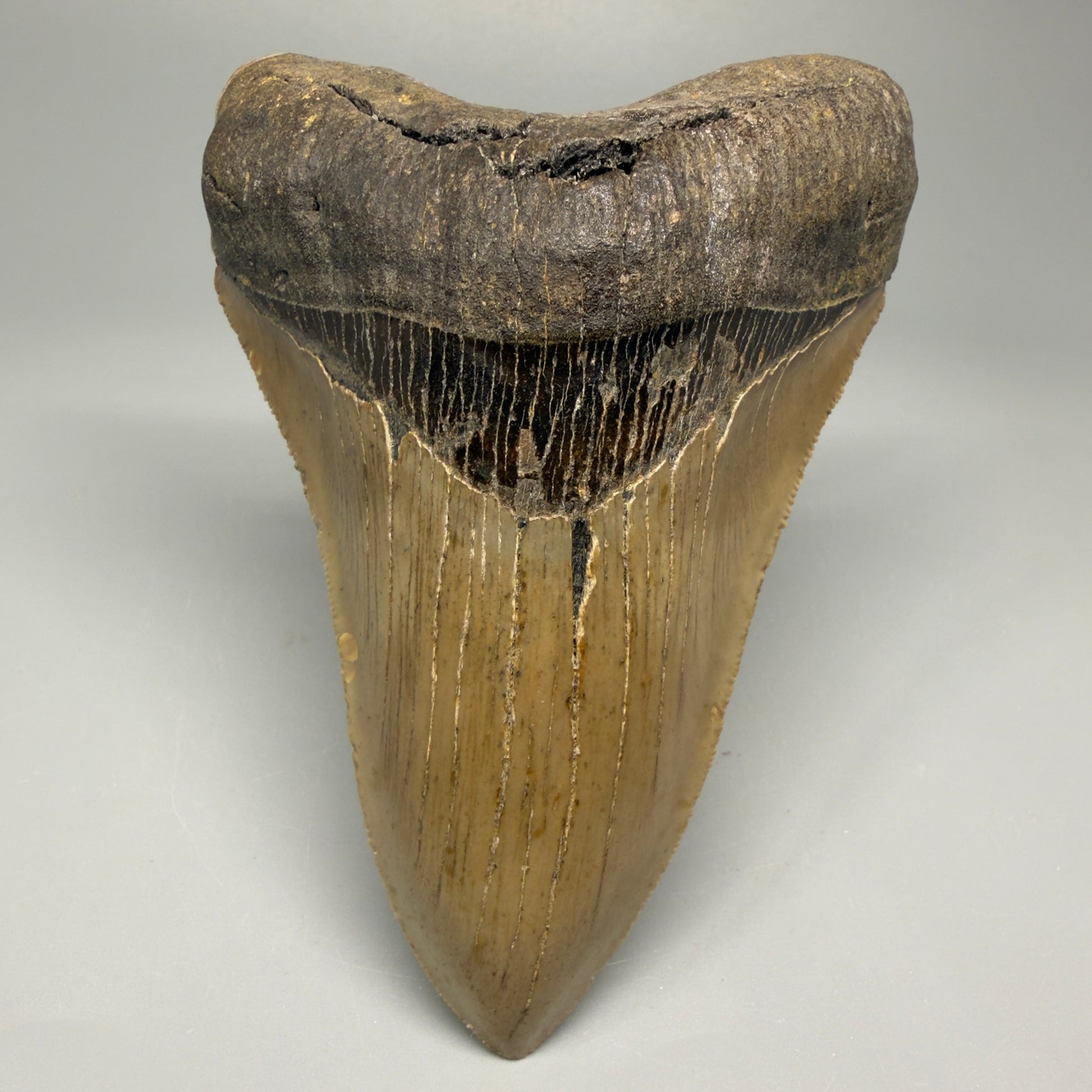 Colorful, decently serrated lower 4.67" Fossil Megalodon Tooth - North Carolina CM5365 - Front 1