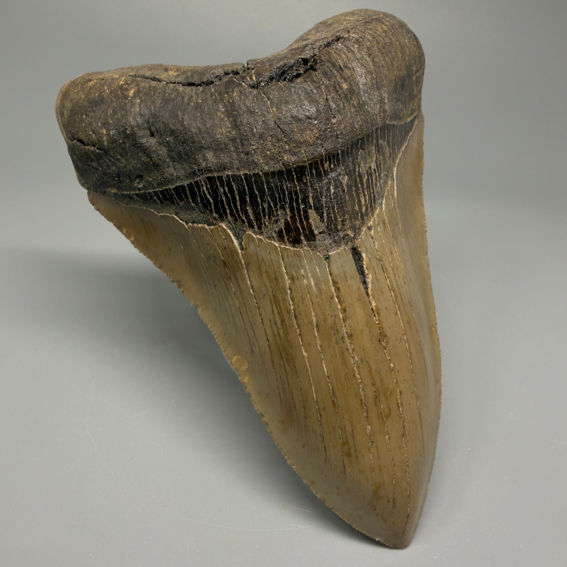 Colorful, decently serrated lower 4.67" Fossil Megalodon Tooth - North Carolina CM5365 - Front Left 1