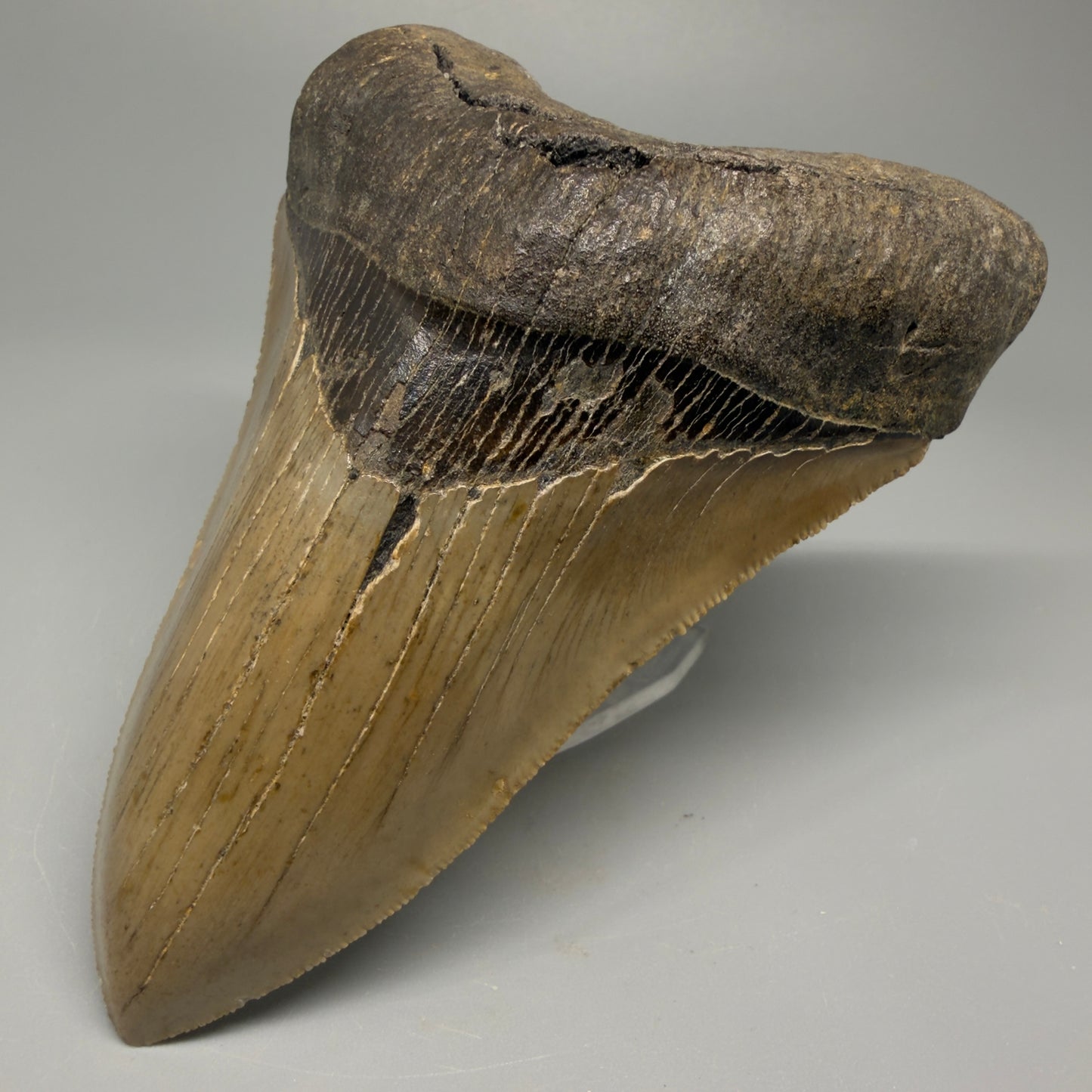 Colorful, decently serrated lower 4.67" Fossil Megalodon Tooth - North Carolina CM5365 - Front Right 1