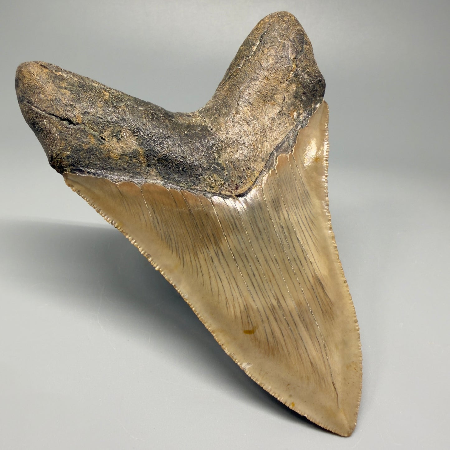 Colorful, decently serrated lower 4.67" Fossil Megalodon Tooth - North Carolina CM5365 - Back Left