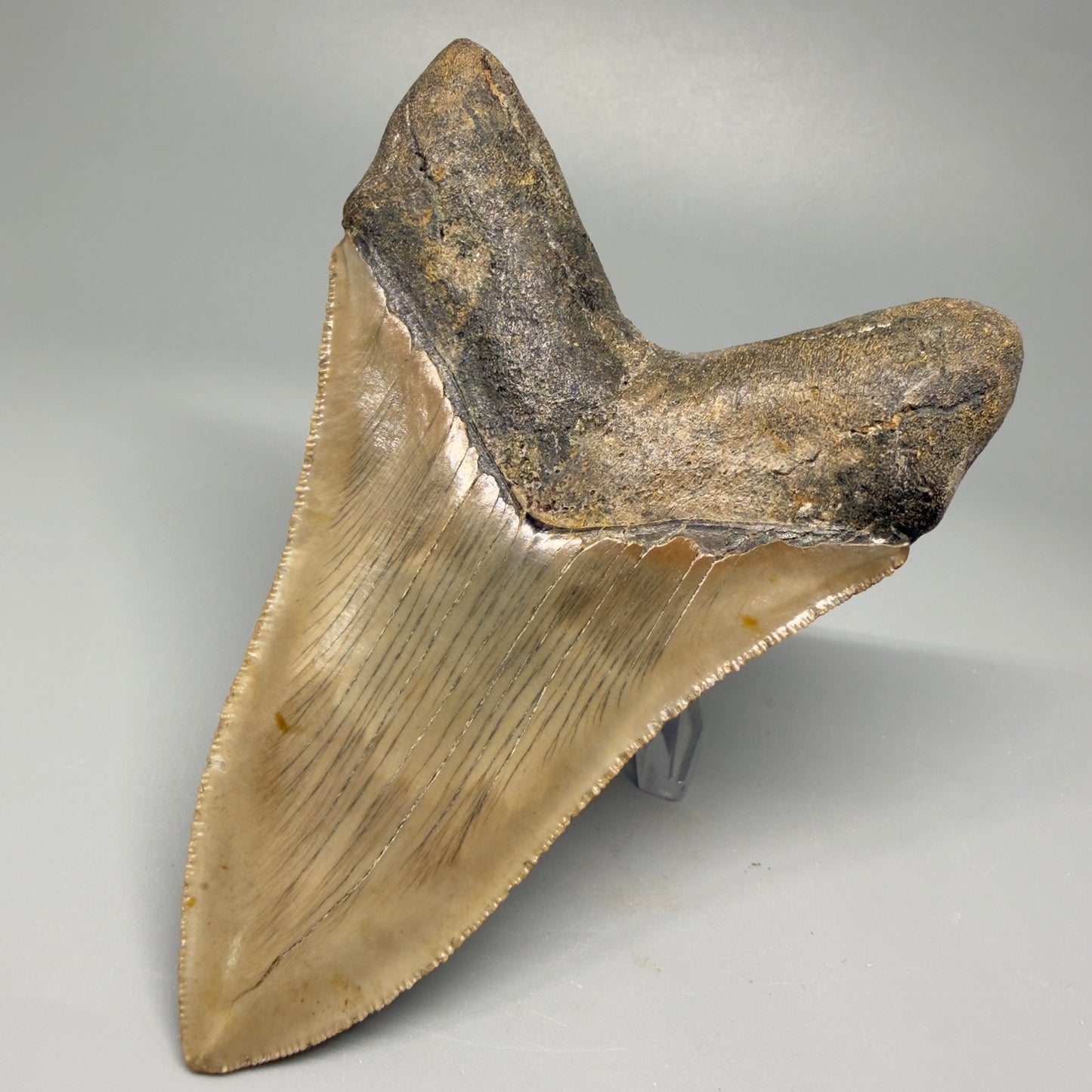 Colorful, decently serrated lower 4.67" Fossil Megalodon Tooth - North Carolina CM5365 - Back Right