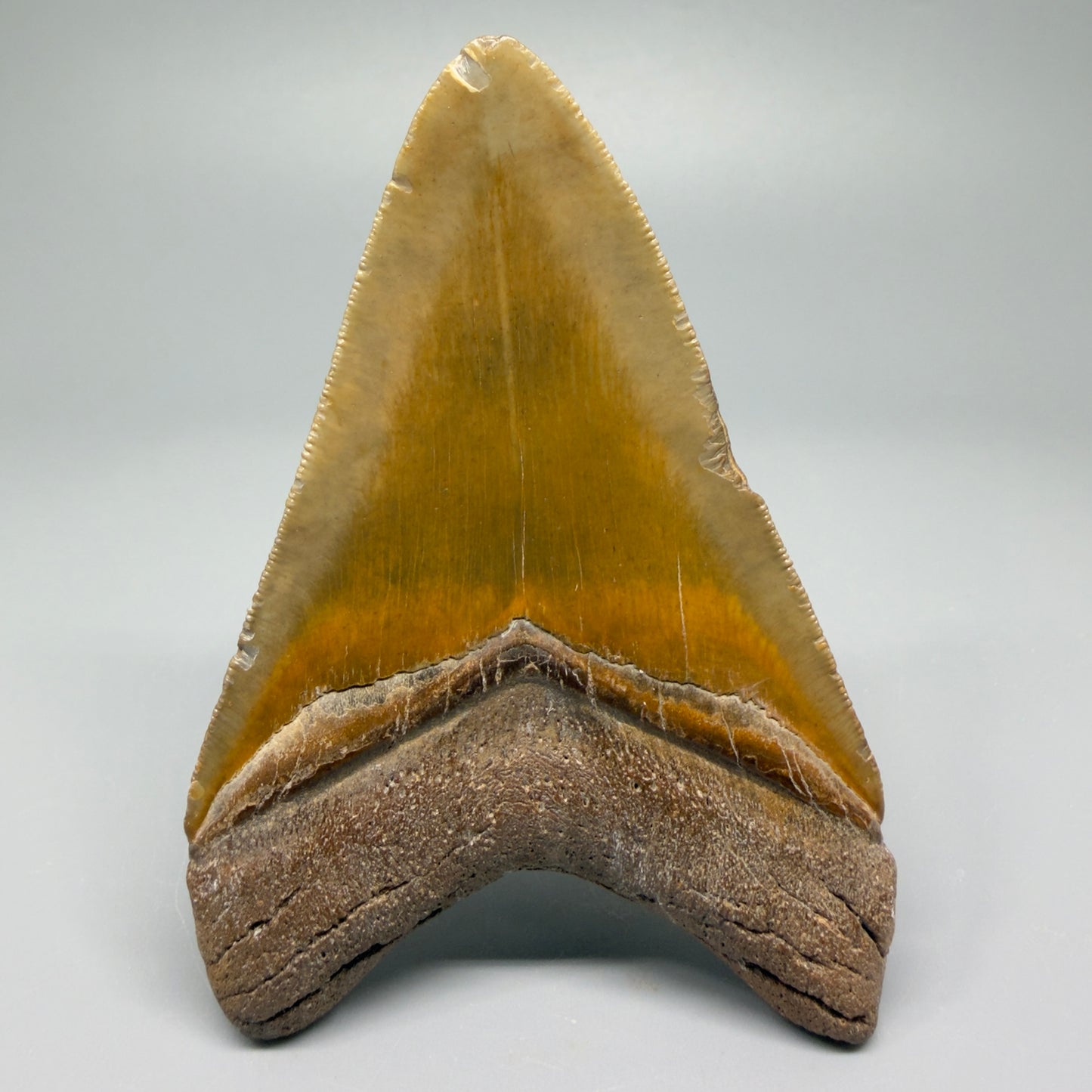 Colorful 4.17" Fossil Megalodon Shark Tooth - North Carolina CM5358 - Back