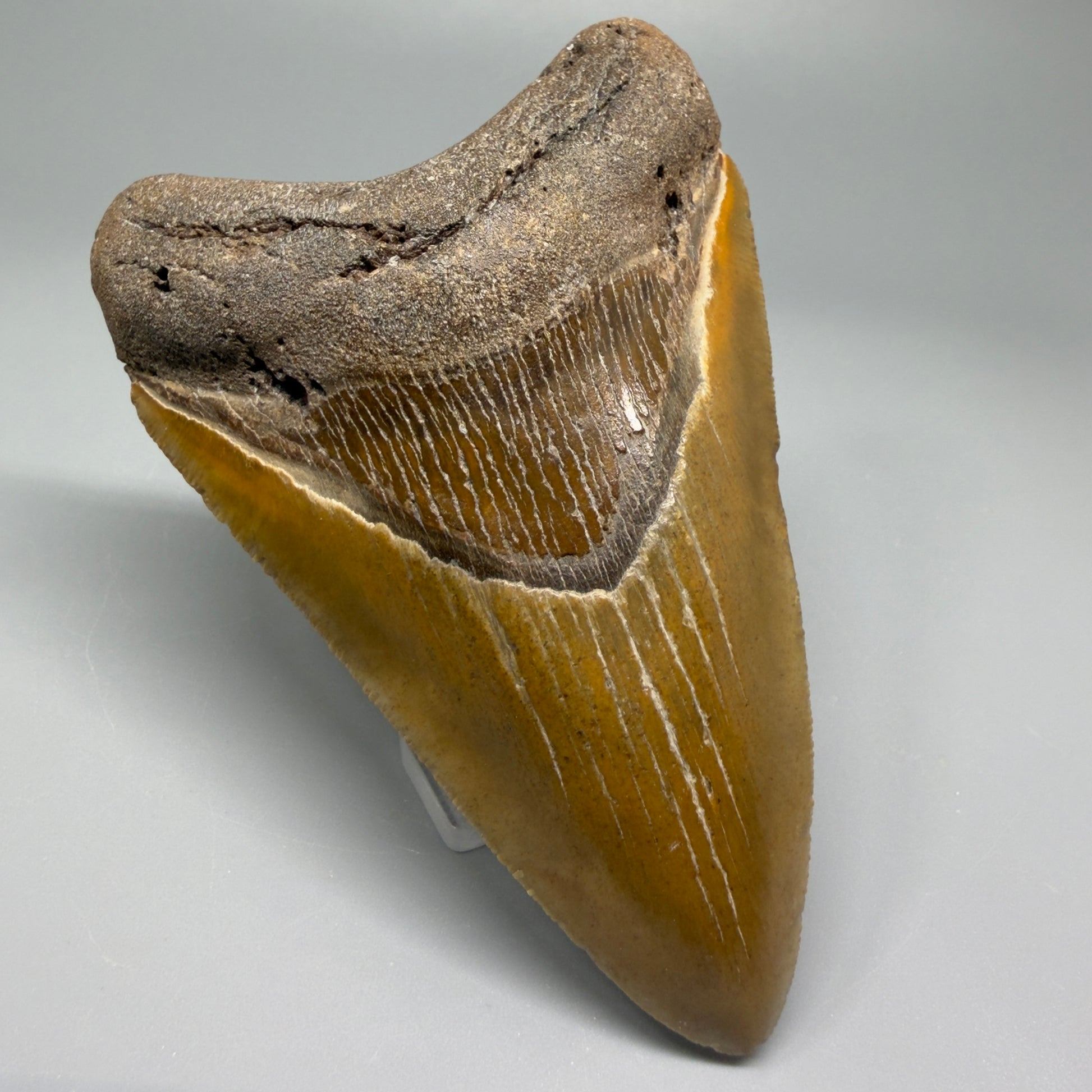Colorful 4.17" Fossil Megalodon Shark Tooth - North Carolina CM5358 - Front Left