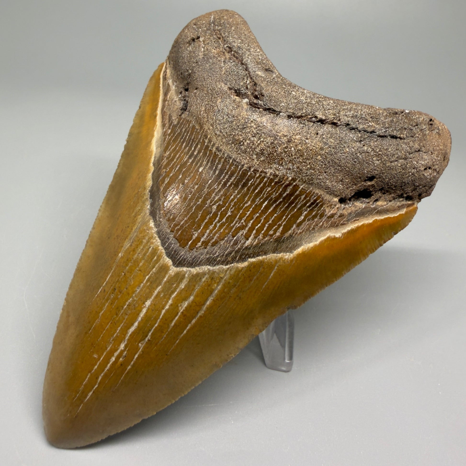 Colorful 4.17" Fossil Megalodon Shark Tooth - North Carolina CM5358 - Front Right