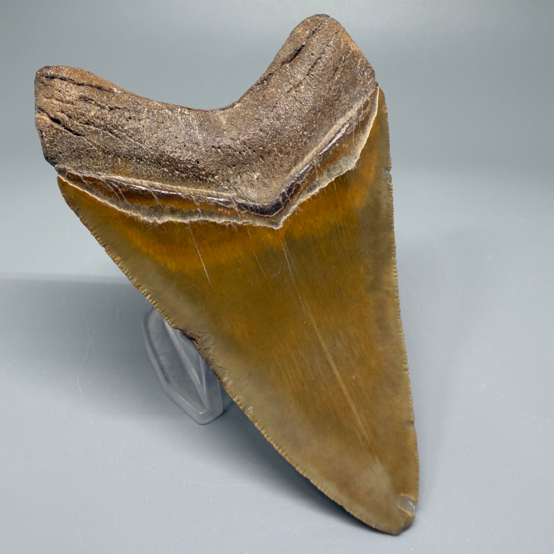 Colorful 4.17" Fossil Megalodon Shark Tooth - North Carolina CM5358 - Back Left