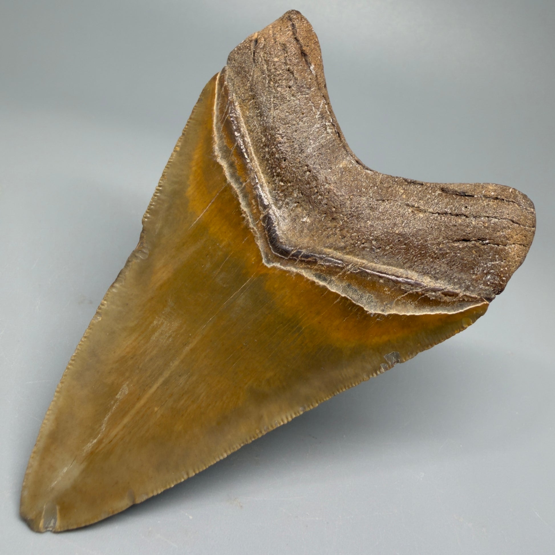 Colorful 4.17" Fossil Megalodon Shark Tooth - North Carolina CM5358 - Back Right