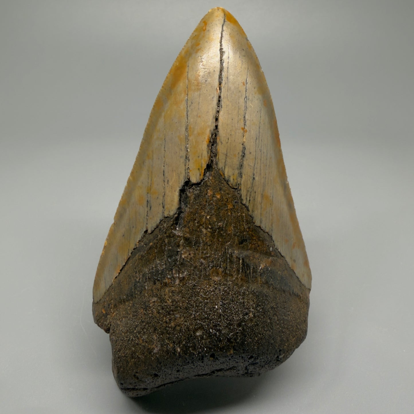 Affordable, colorful 4.35" Fossil Megalodon Tooth - North Carolina CM5356 - Front