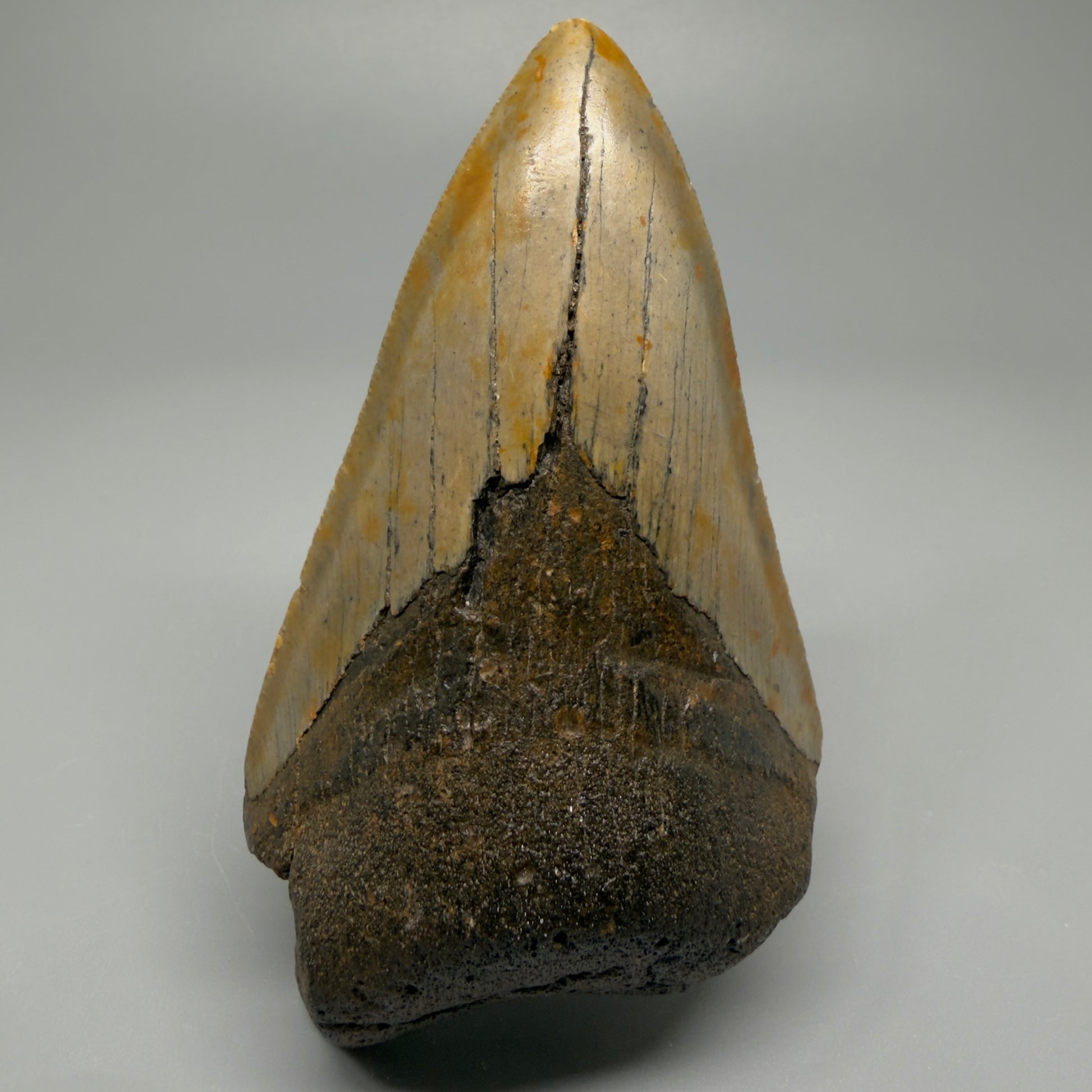 Affordable, colorful 4.35" Fossil Megalodon Tooth - North Carolina CM5356 - Front