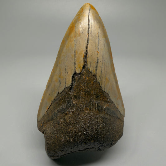 Affordable, colorful 4.35" Fossil Megalodon Tooth - North Carolina CM5356 - Front