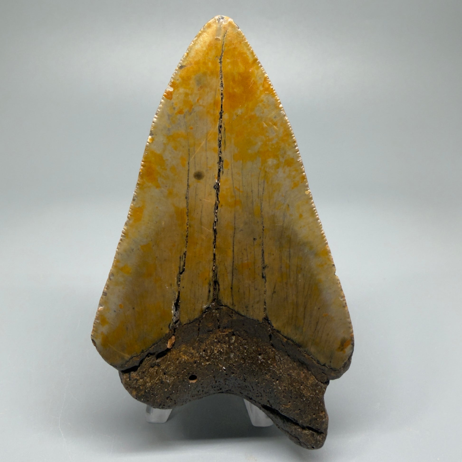 Affordable, colorful 4.35" Fossil Megalodon Tooth - North Carolina CM5356 - Back