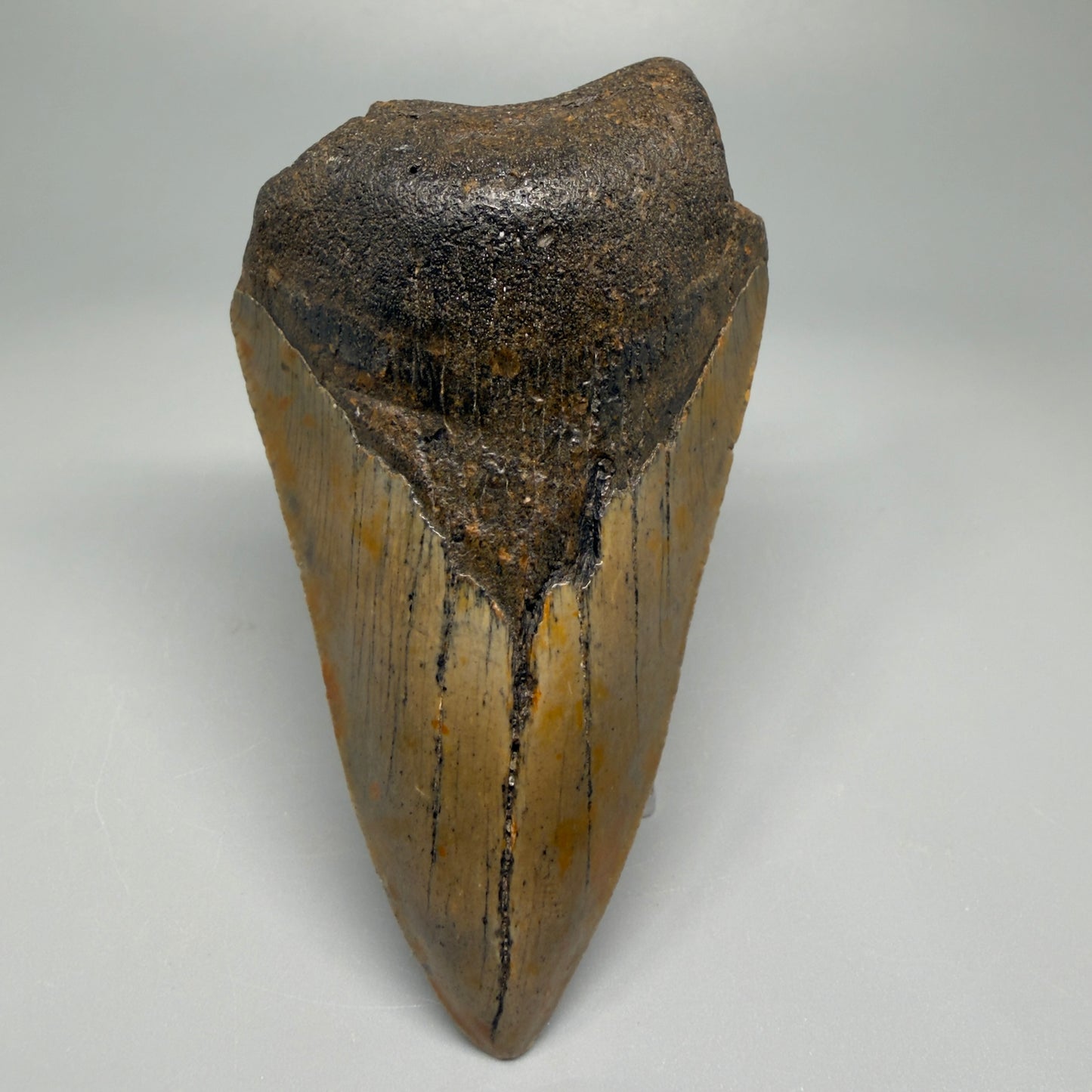 Affordable, colorful 4.35" Fossil Megalodon Tooth - North Carolina CM5356 - Front 1