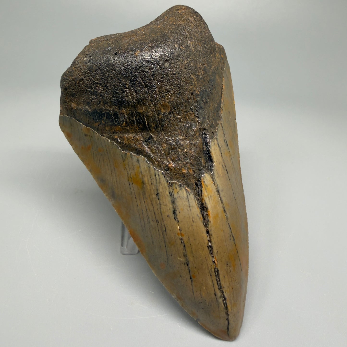 Affordable, colorful 4.35" Fossil Megalodon Tooth - North Carolina CM5356 - Front Left