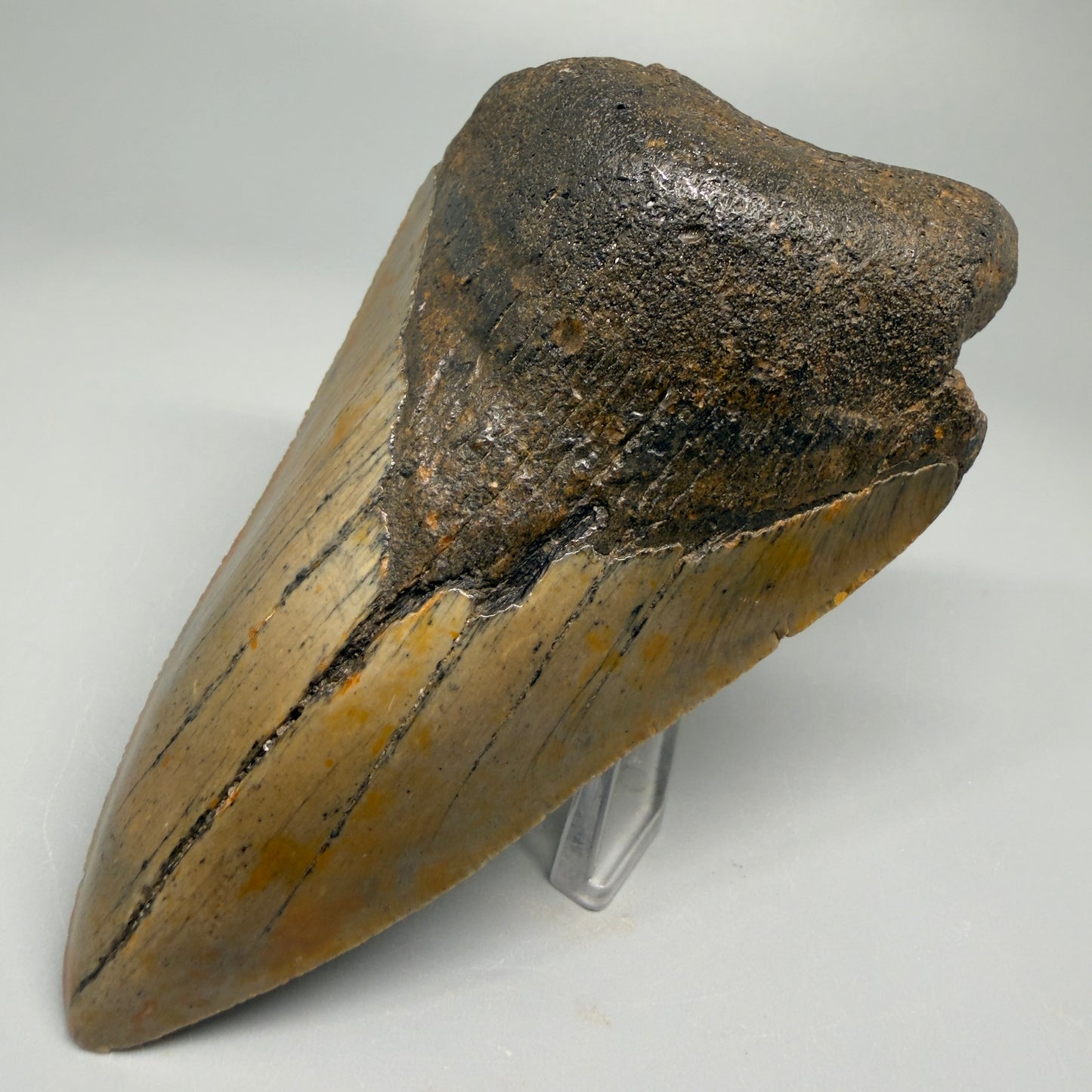 Affordable, colorful 4.35" Fossil Megalodon Tooth - North Carolina CM5356 - Front Right