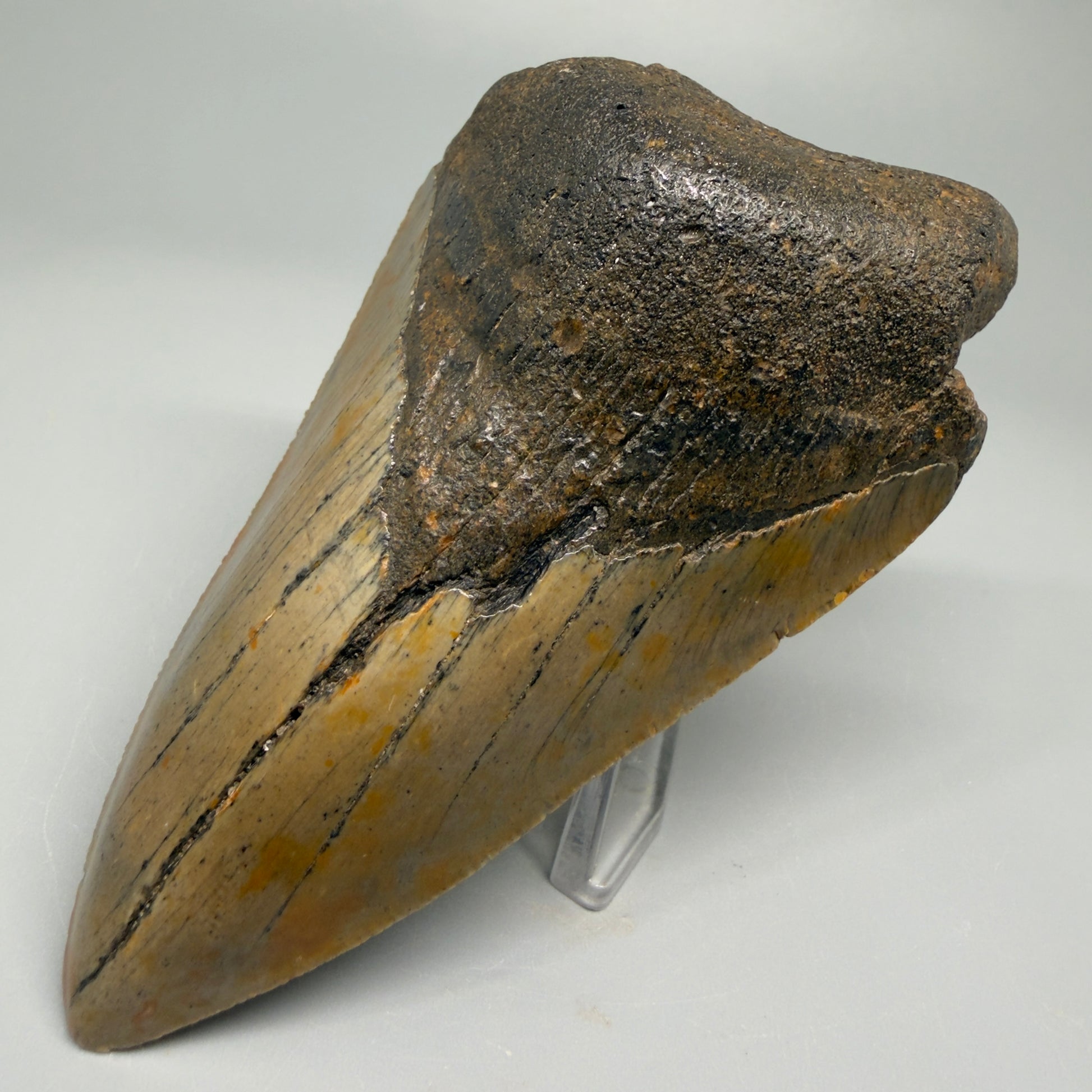 Affordable, colorful 4.35" Fossil Megalodon Tooth - North Carolina CM5356 - Front Right