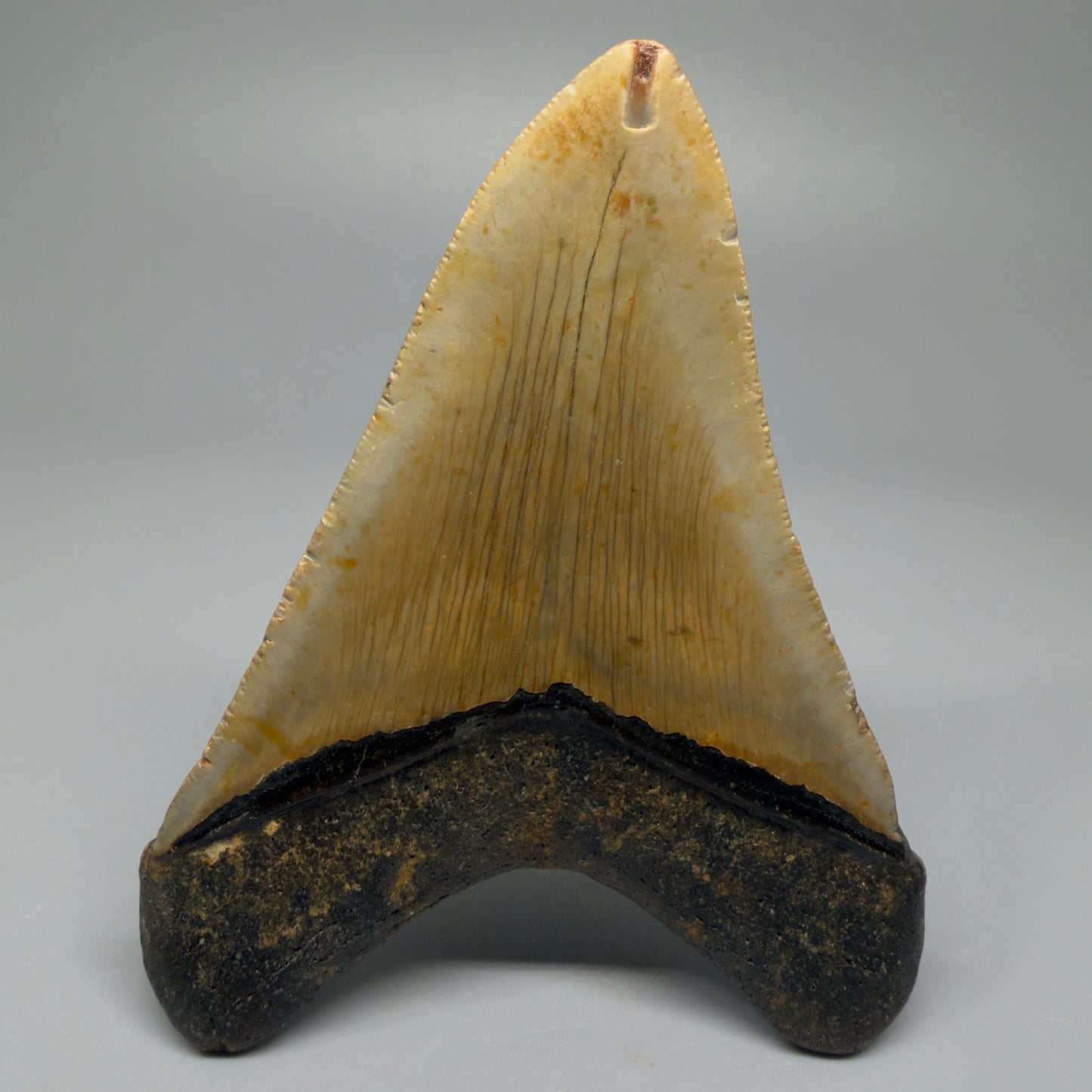 Colorful 4.43" Fossil Megalodon Shark Tooth - North Carolina CM5362 - Back